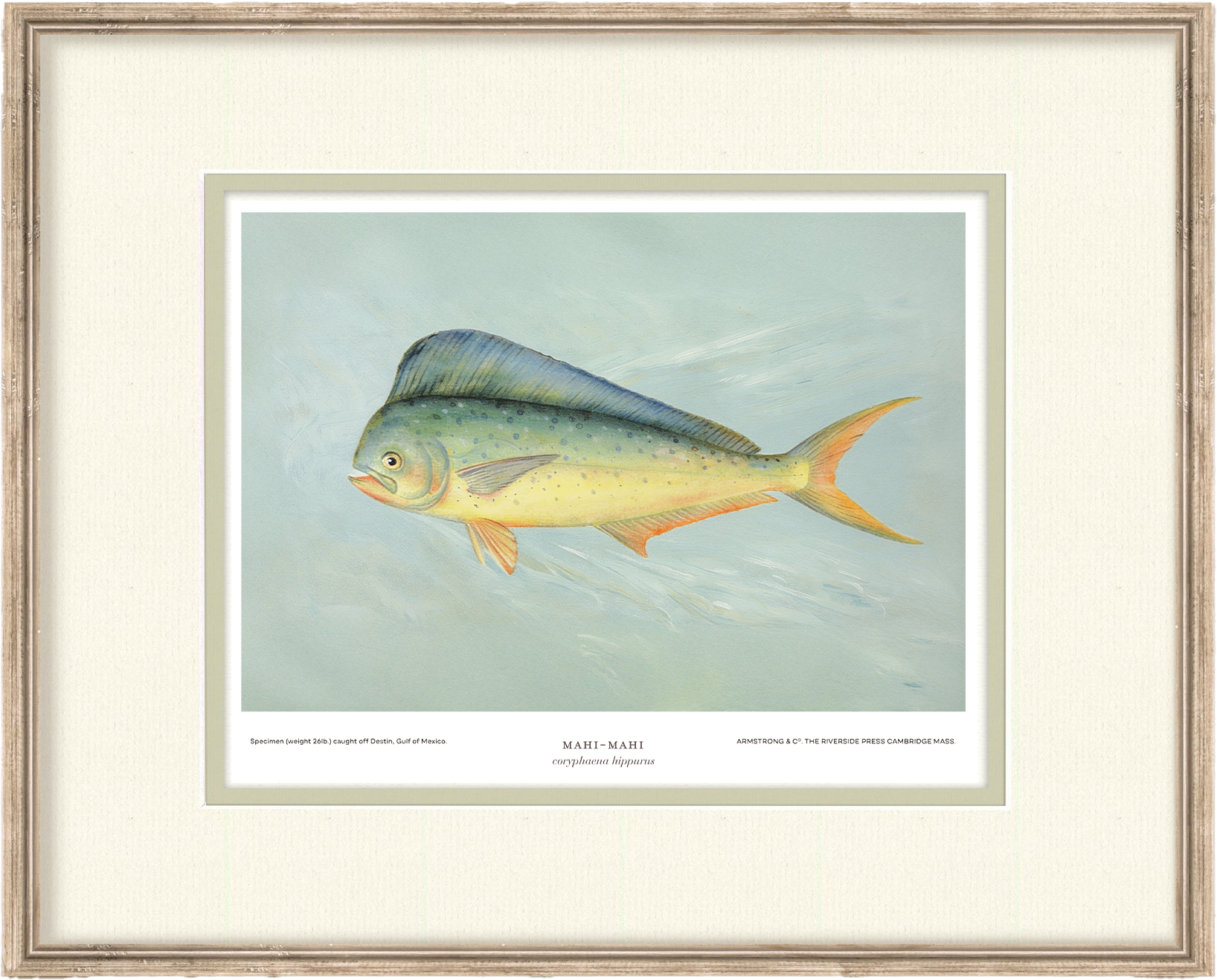 Saltwater Fish Illustrations - Mahi Mahi — view 2