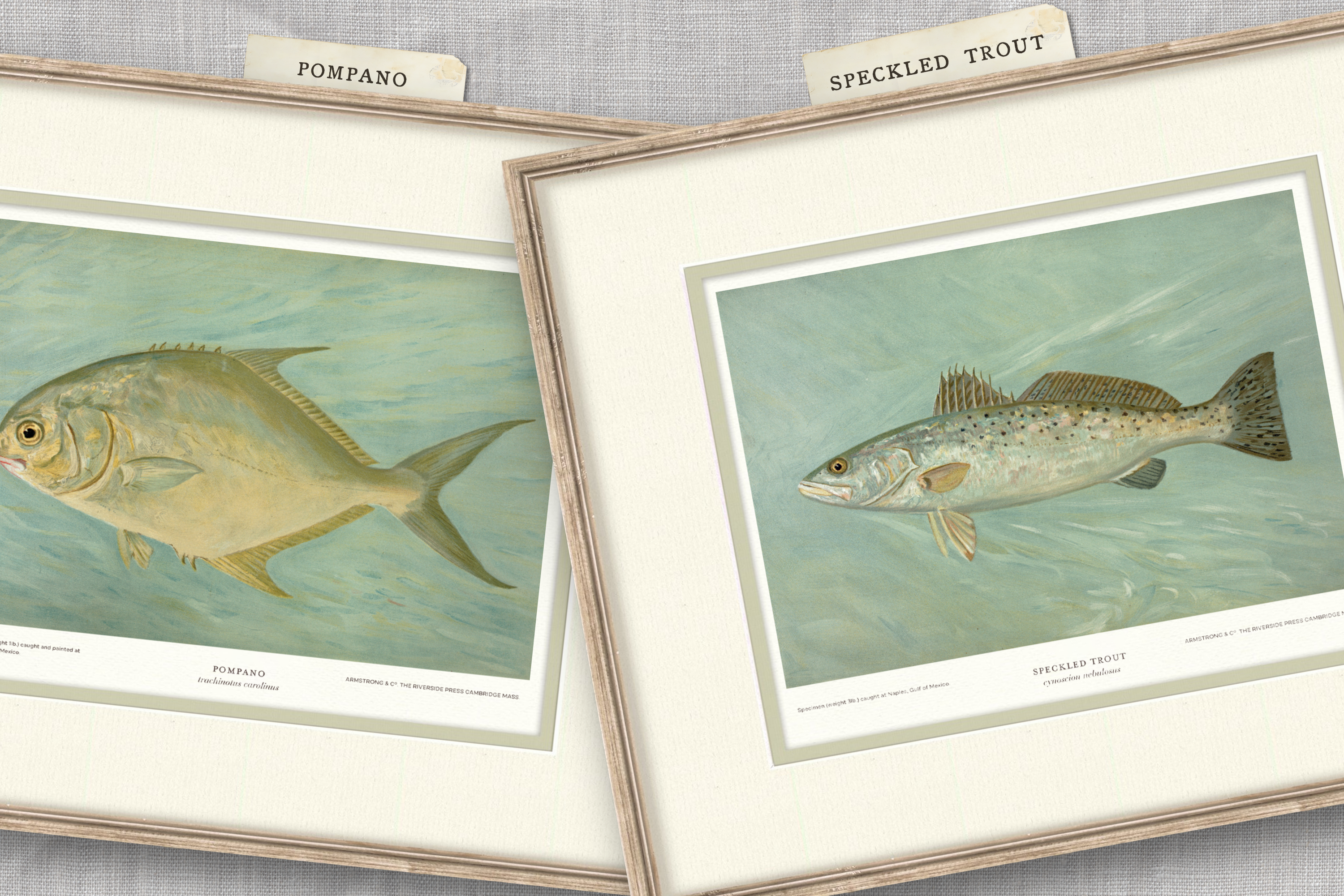 Saltwater Fish Illustrations - Pompano — view 3