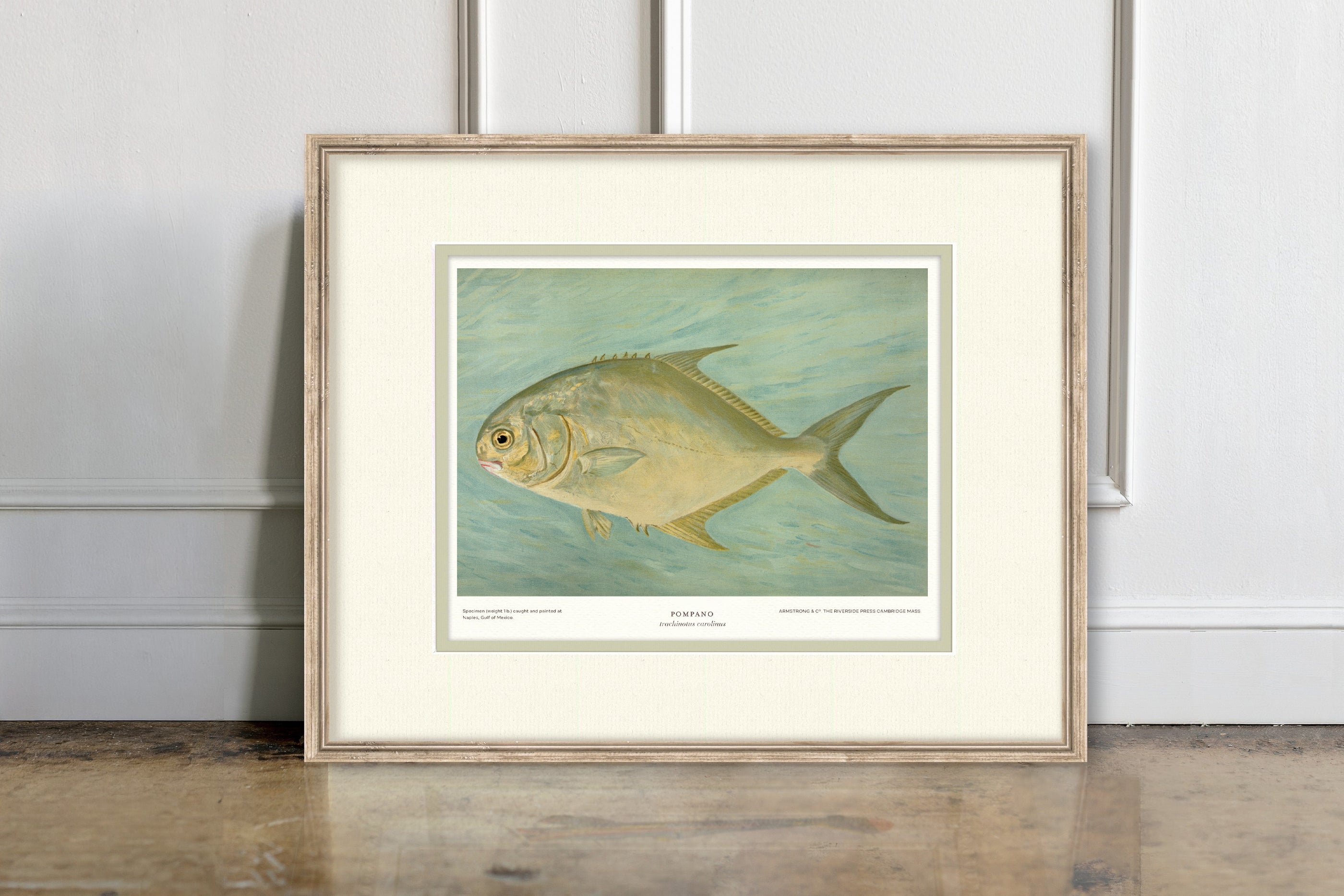 Saltwater Fish Illustrations - Pompano