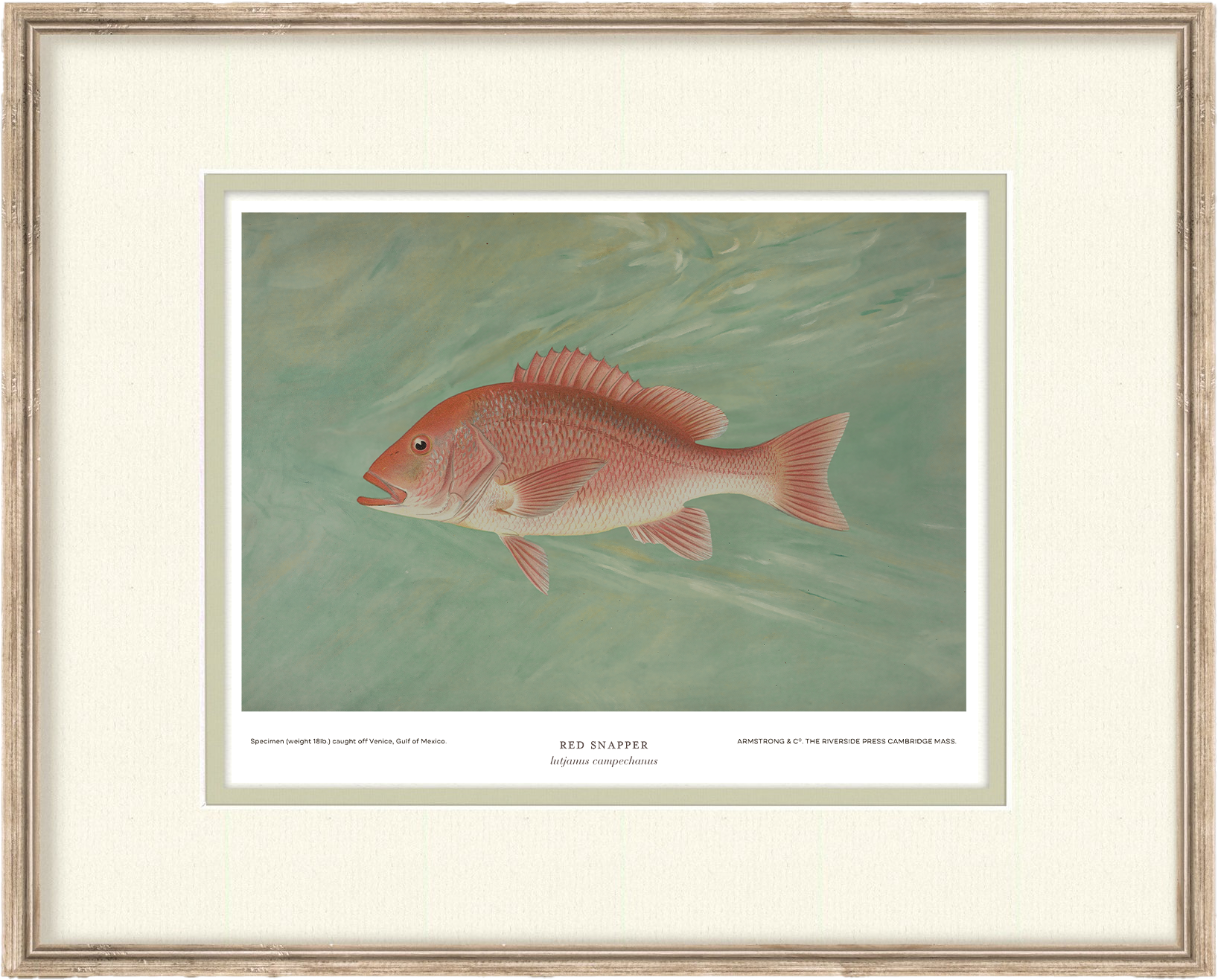 Saltwater Fish Illustrations - Red Snapper — view 2
