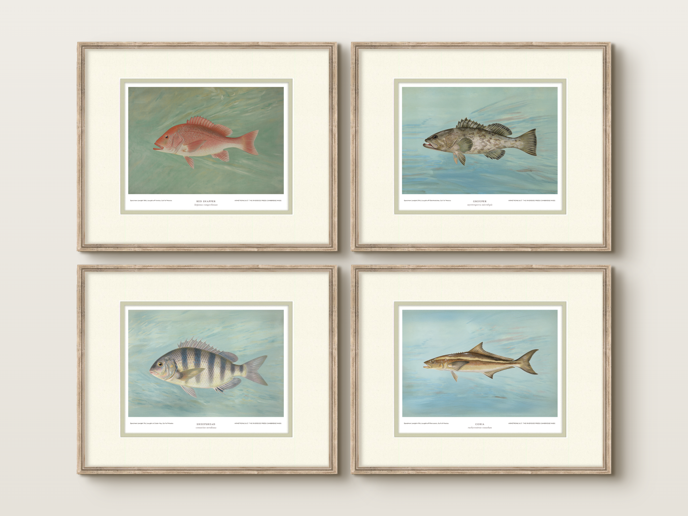 Saltwater Fish Illustrations - Red Snapper — view 7