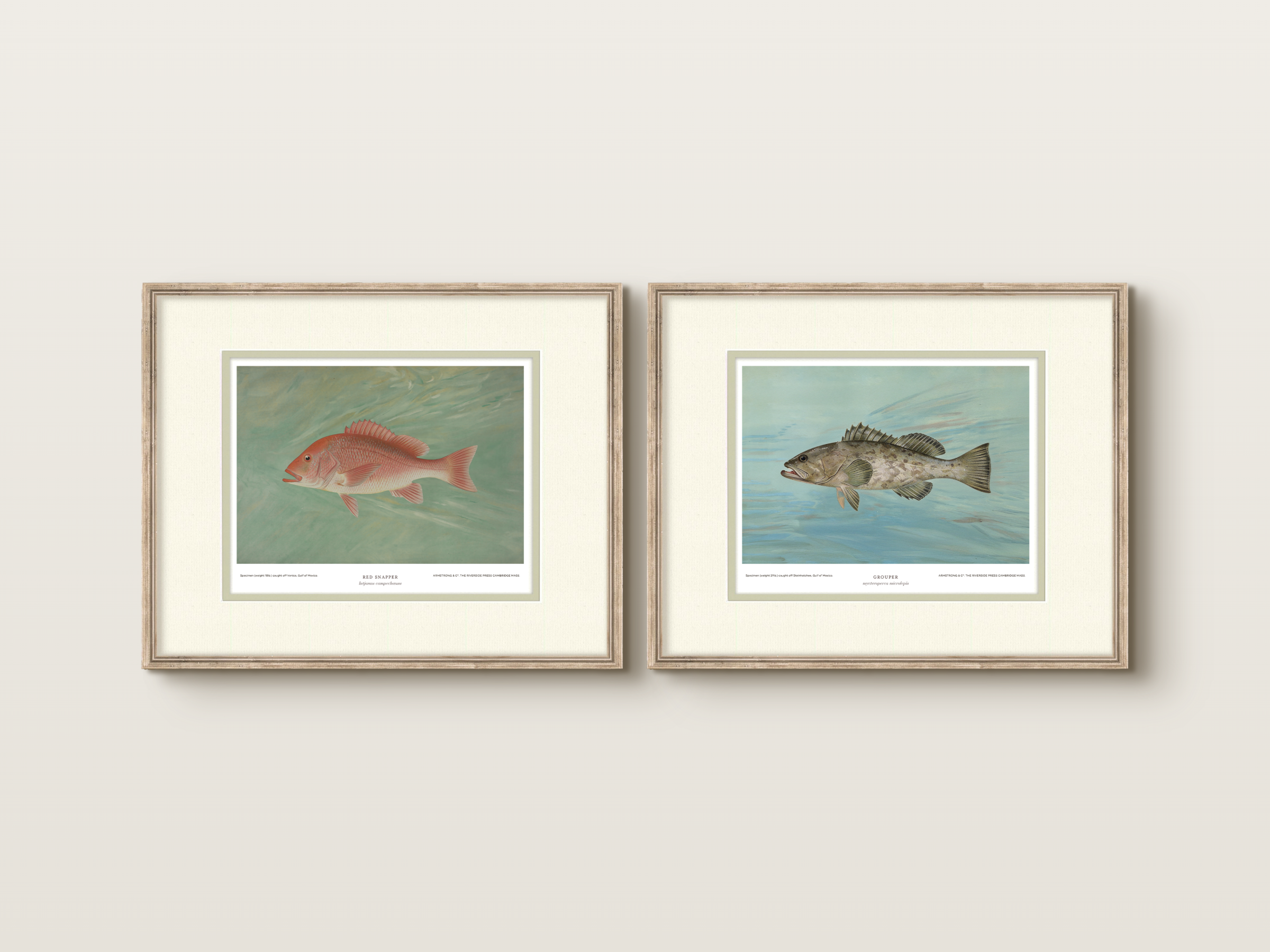 Saltwater Fish Illustrations - Red Snapper — view 6