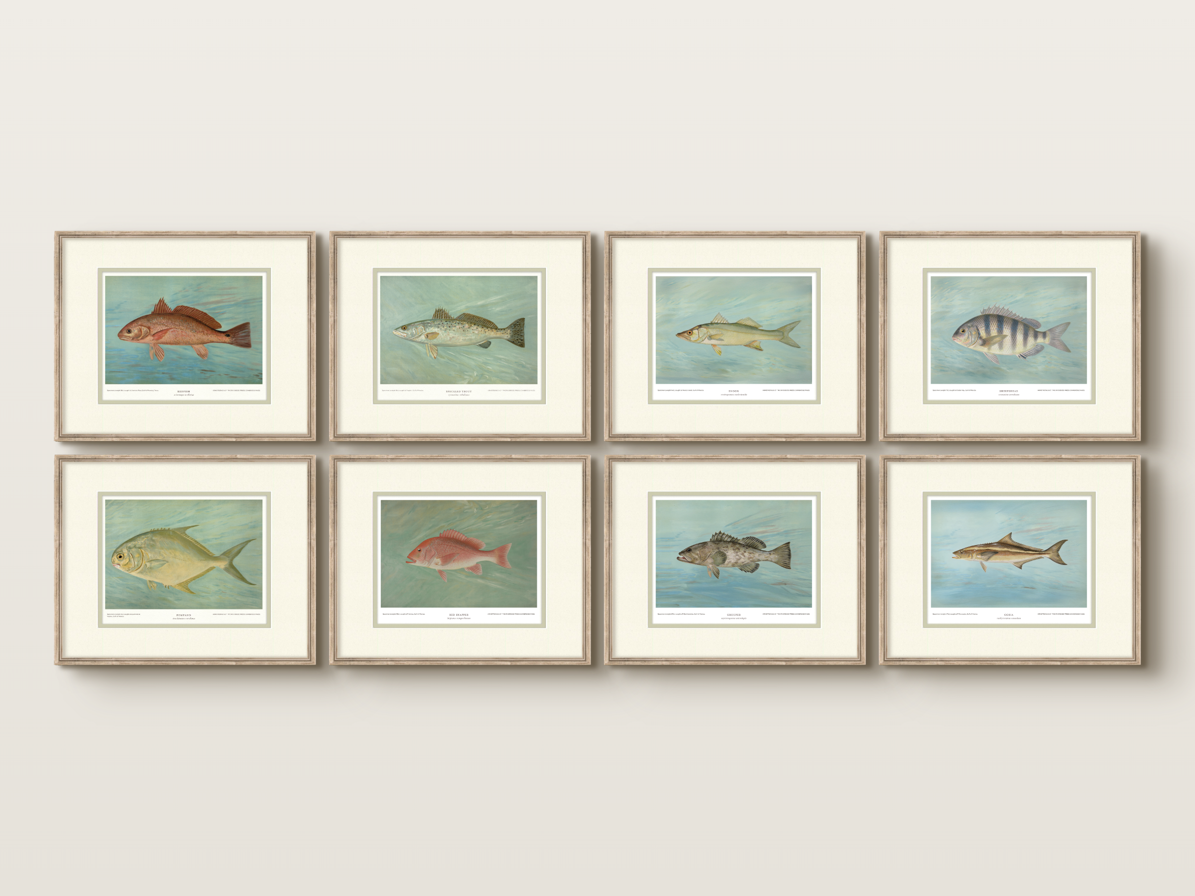 Saltwater Fish Illustrations - Red Snapper — view 10