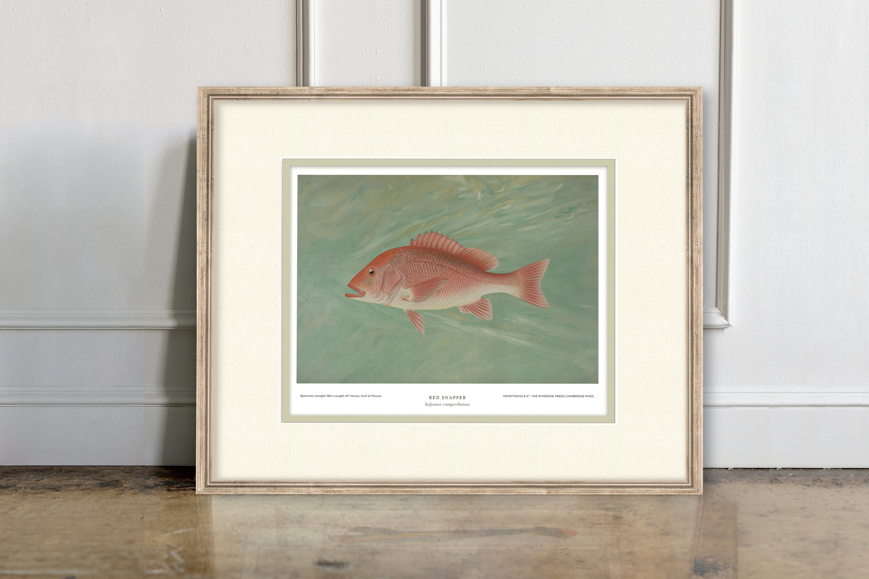 Saltwater Fish Illustrations - Red Snapper