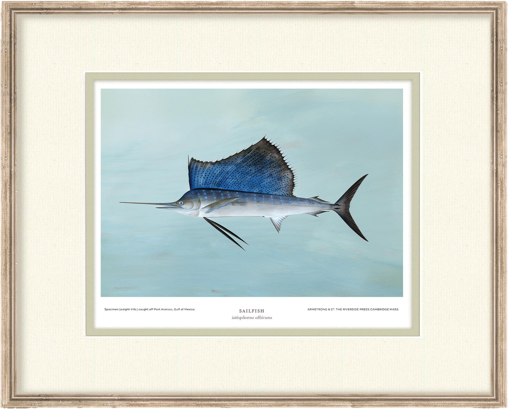Saltwater Fish Illustrations - Sailfish — view 2