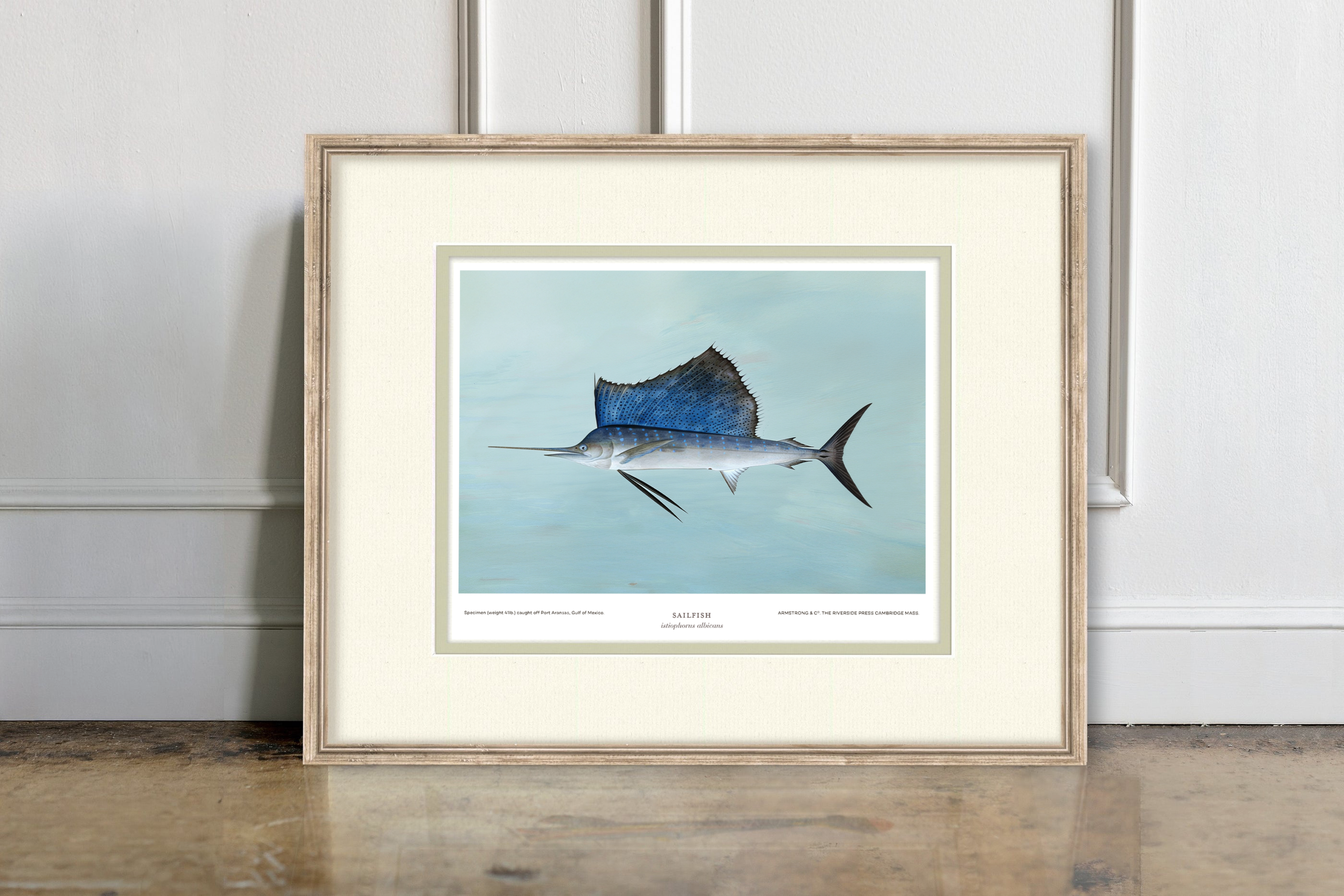 Saltwater Fish Illustrations - Sailfish