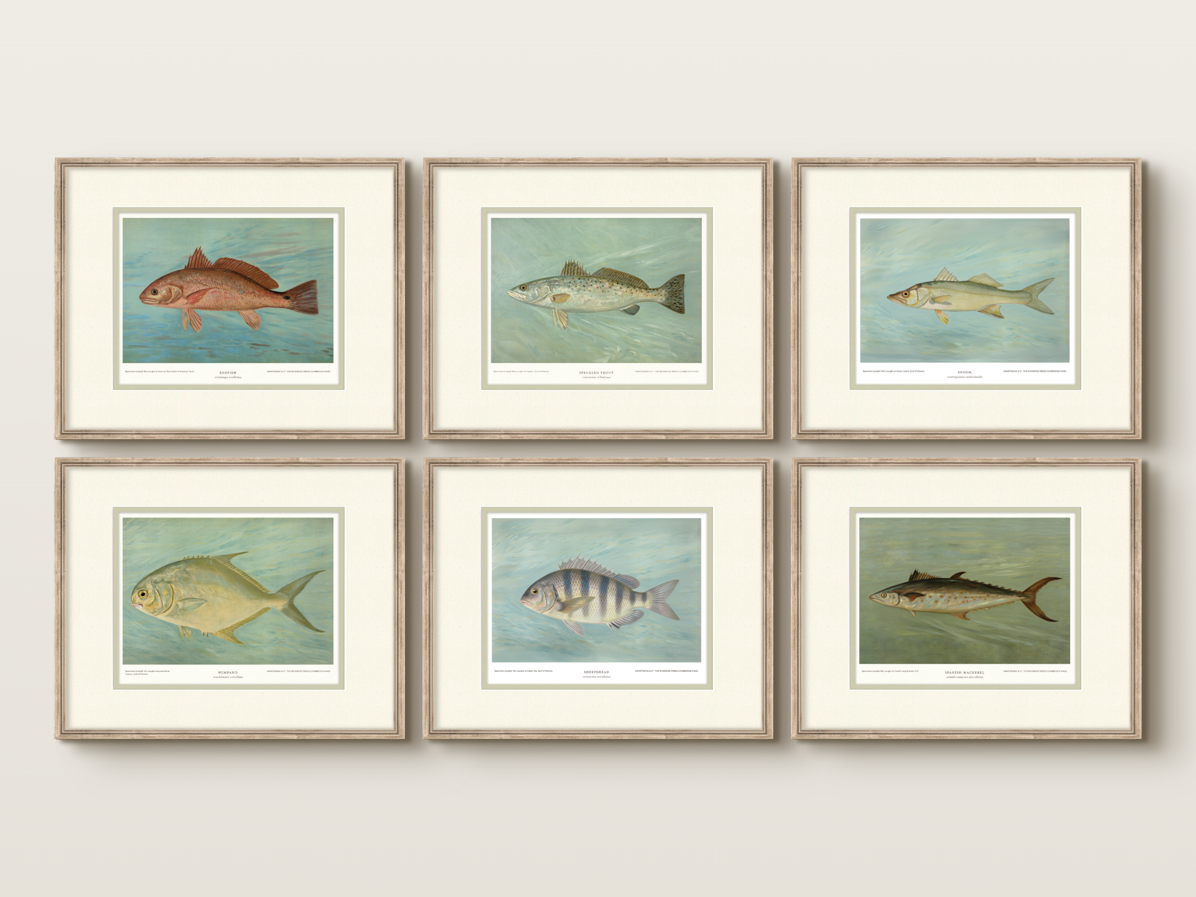 Saltwater Fish Illustrations - Sheepshead — view 7
