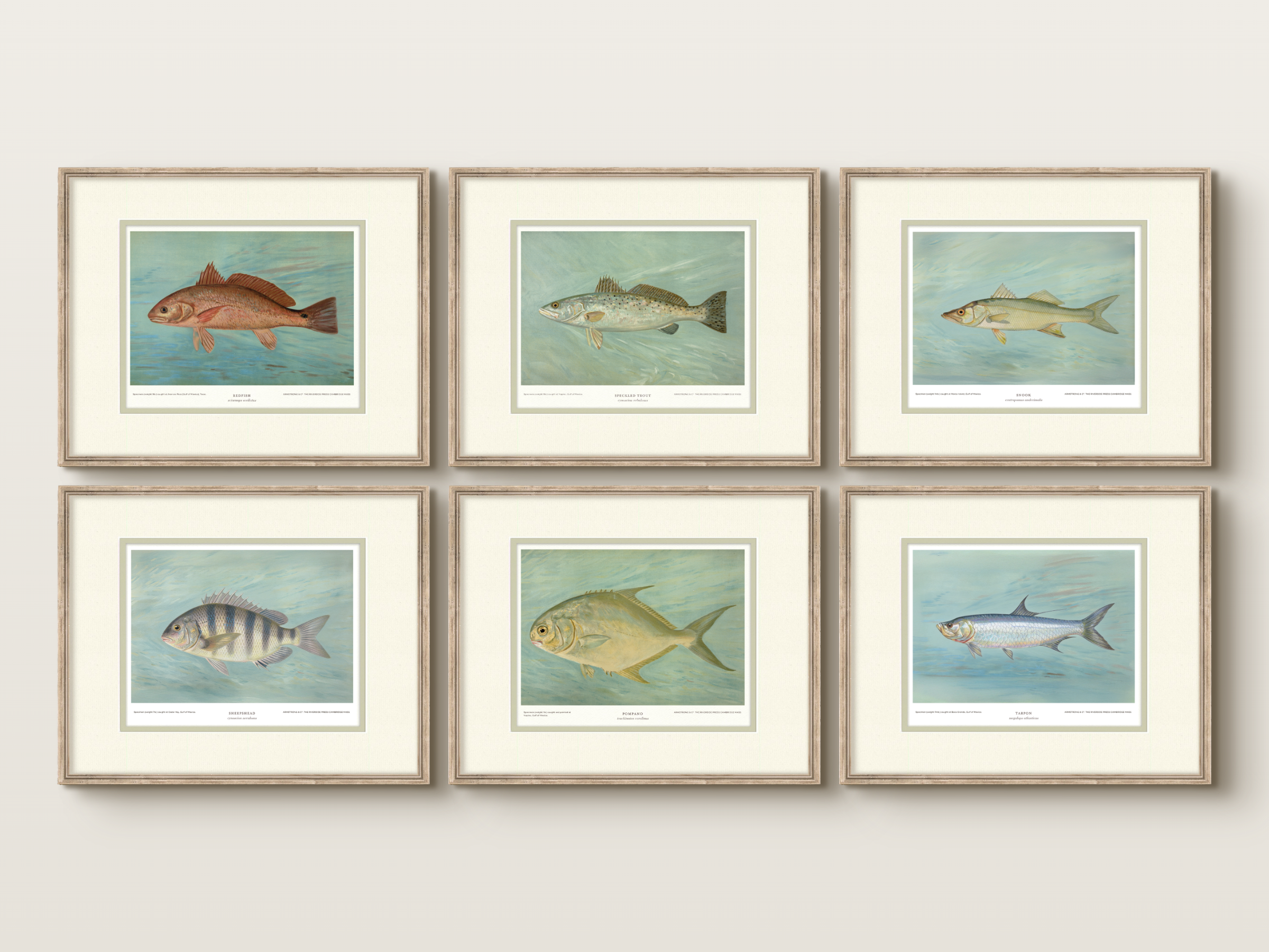 Saltwater Fish Illustrations - Sheepshead — view 9