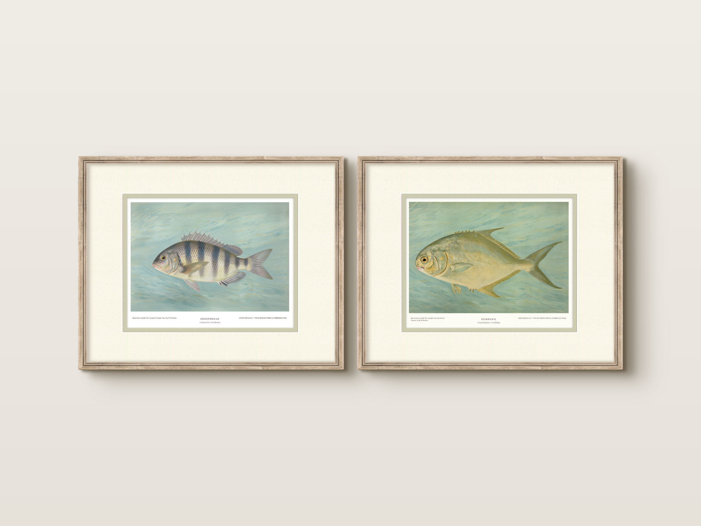 Saltwater Fish Illustrations - Sheepshead — view 10