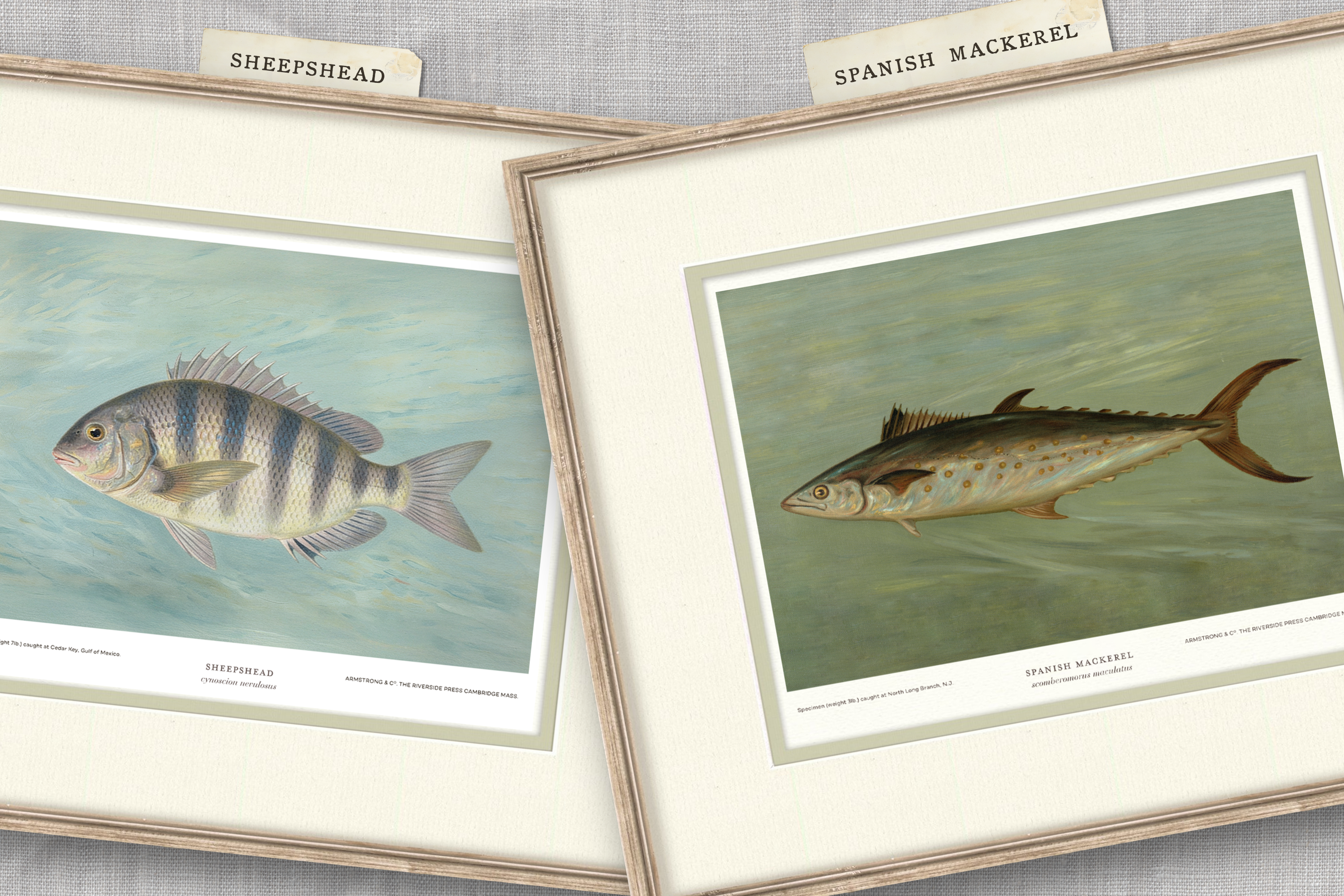 Saltwater Fish Illustrations - Sheepshead — view 11