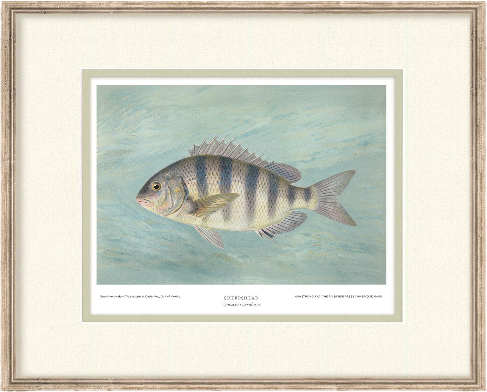 Saltwater Fish Illustrations - Sheepshead — view 12