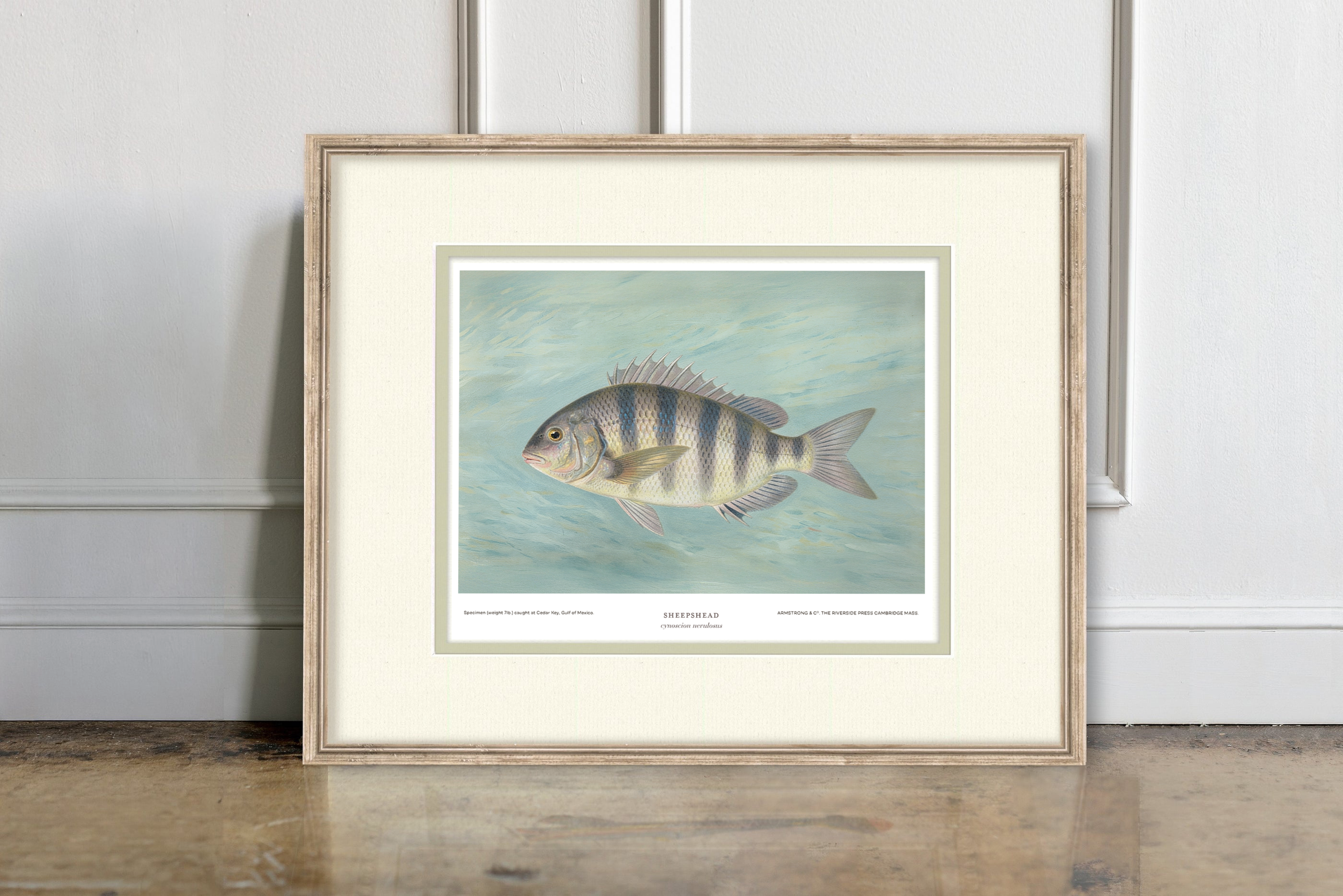 Saltwater Fish Illustrations - Sheepshead — view 13