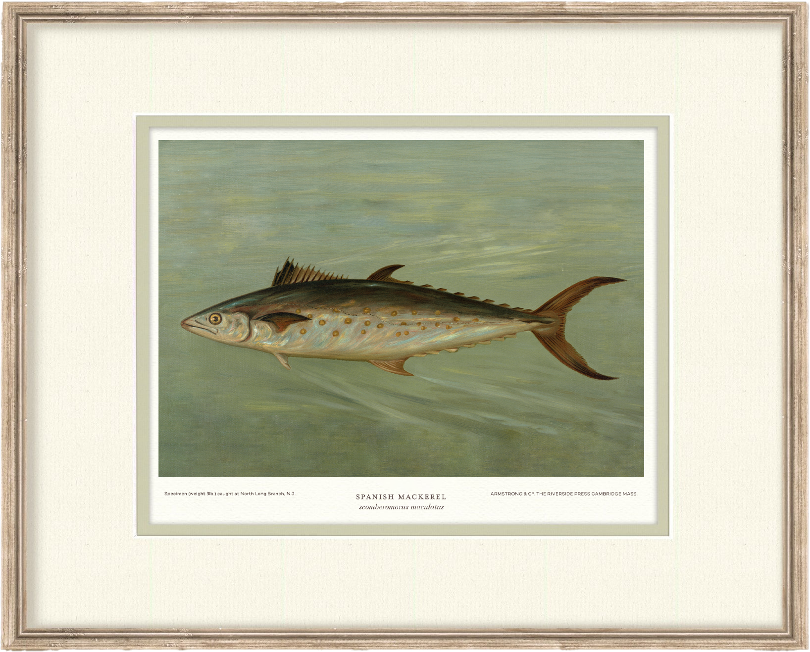 Saltwater Fish Illustrations - Spanish Mackerel — view 2