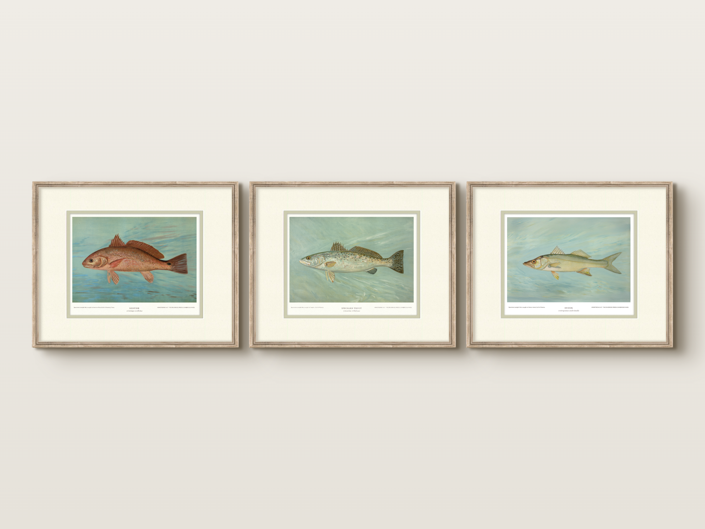 Saltwater Fish Illustrations - Speckled Trout — view 5