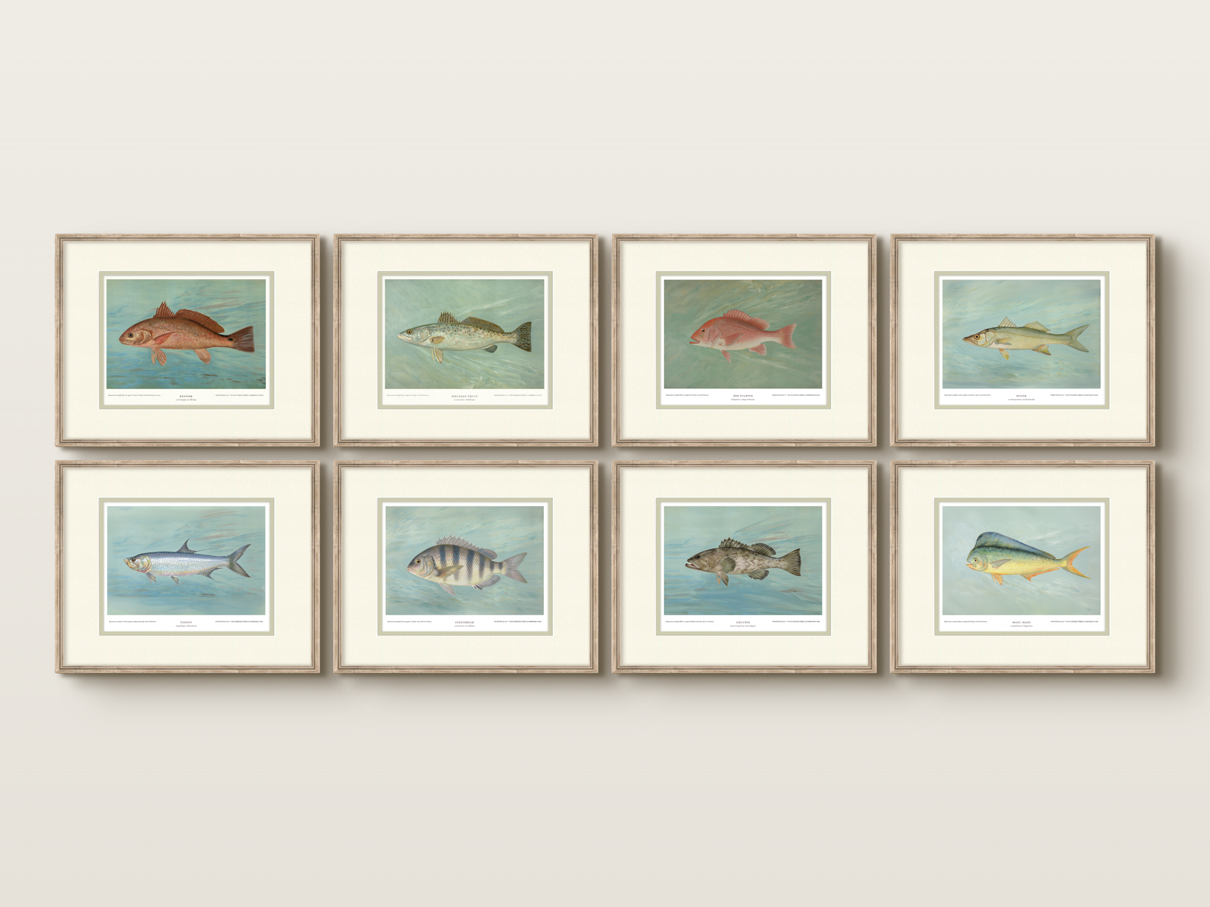 Saltwater Fish Illustrations - Tarpon — view 9