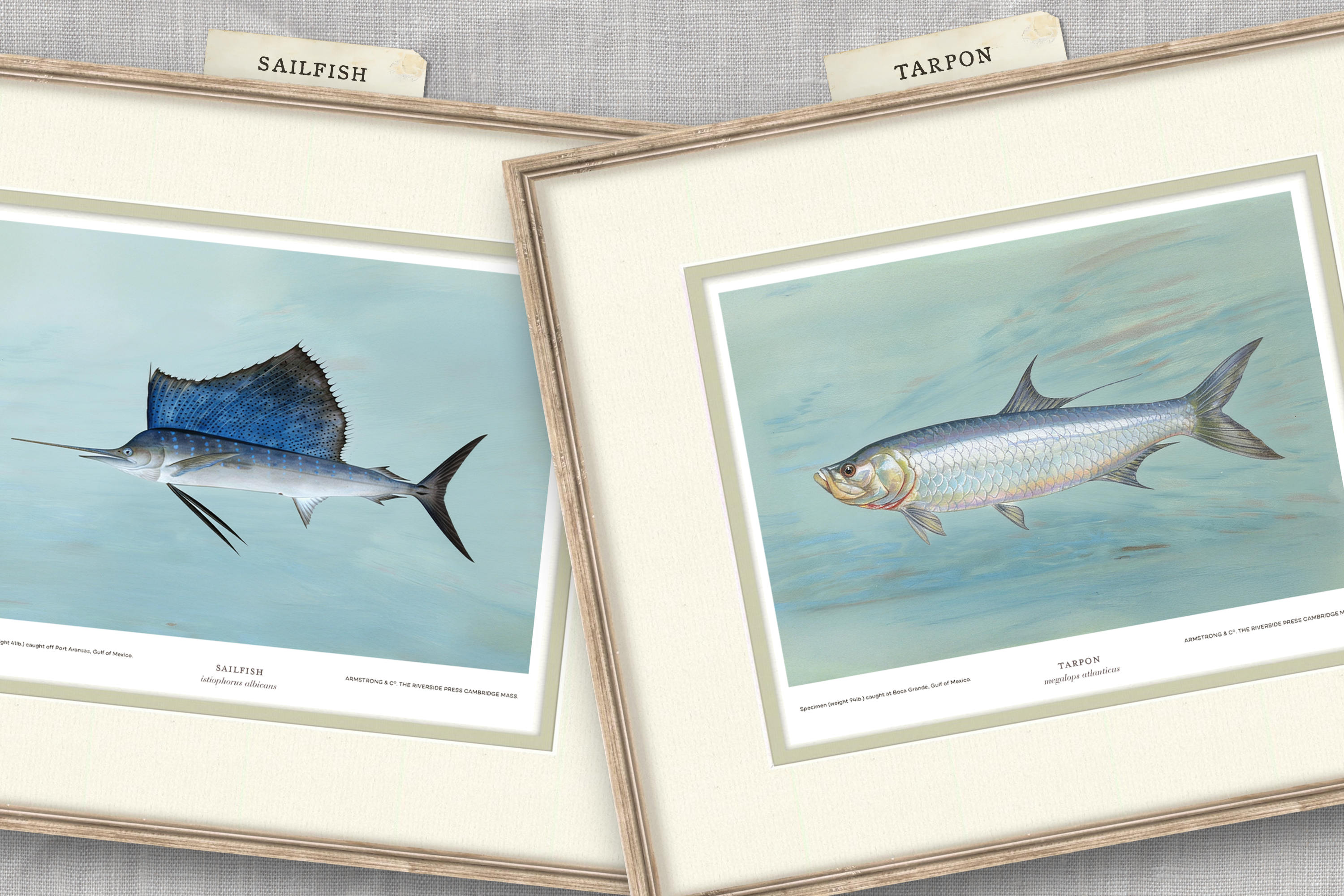 Saltwater Fish Illustrations - Tarpon — view 3