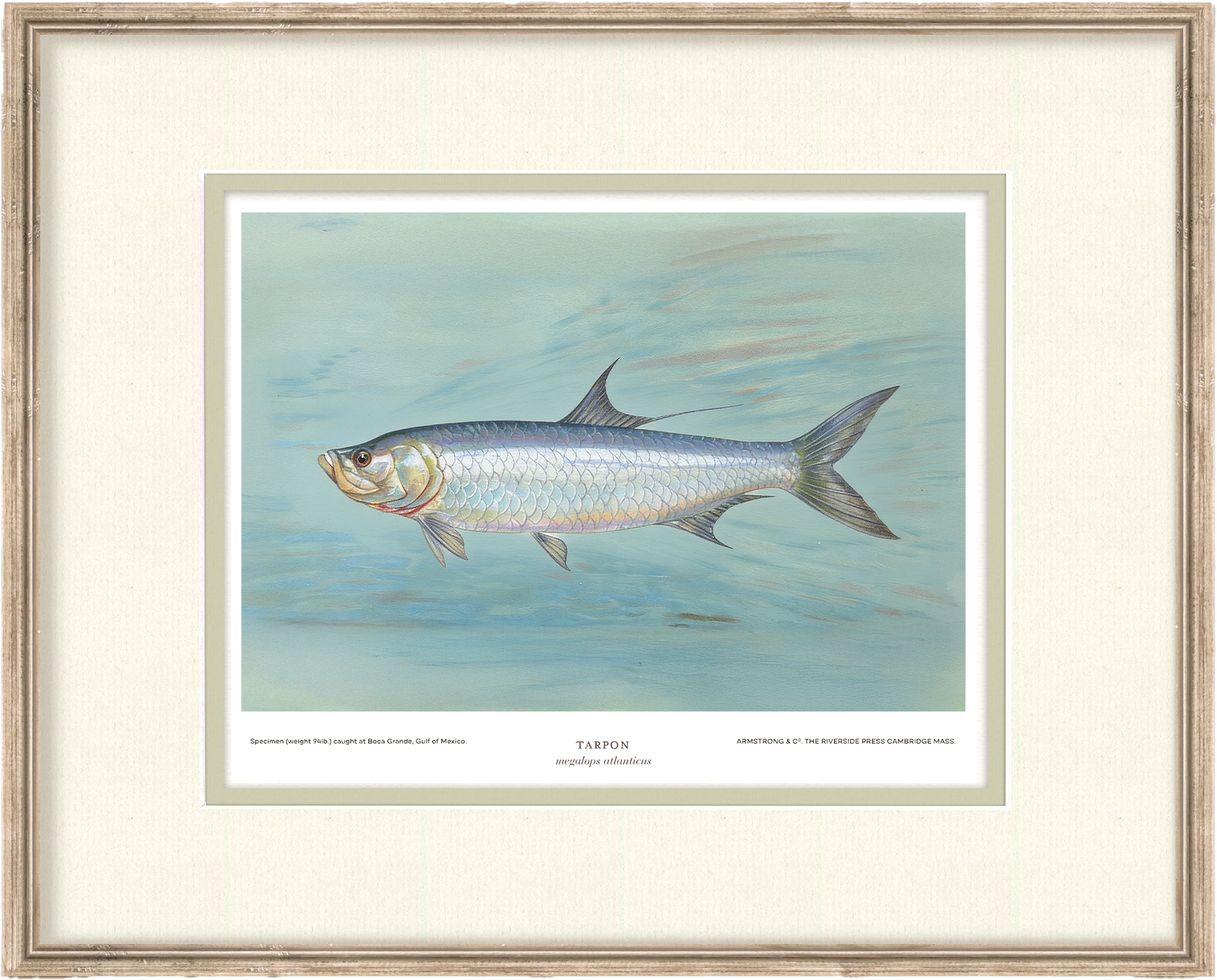 Saltwater Fish Illustrations - Tarpon — view 2