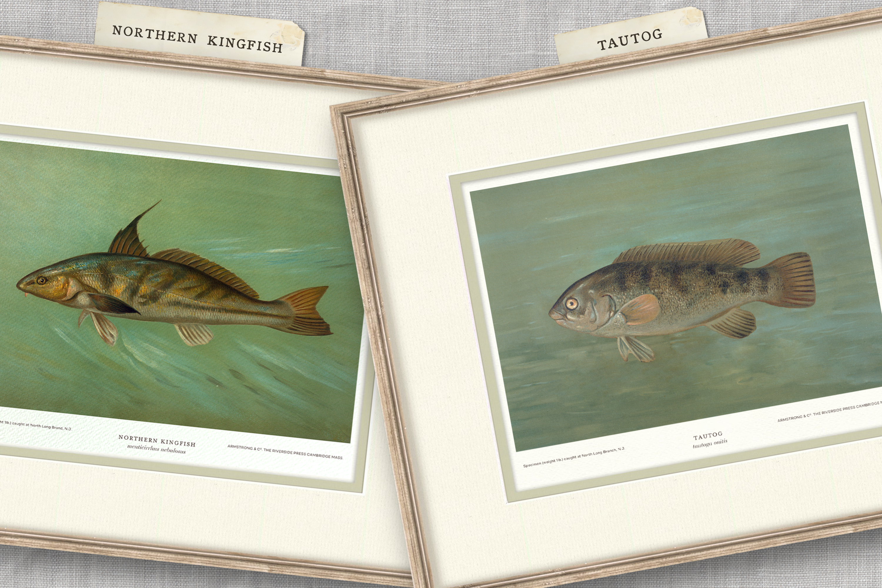 Saltwater Fish Illustrations - Tautog — view 3