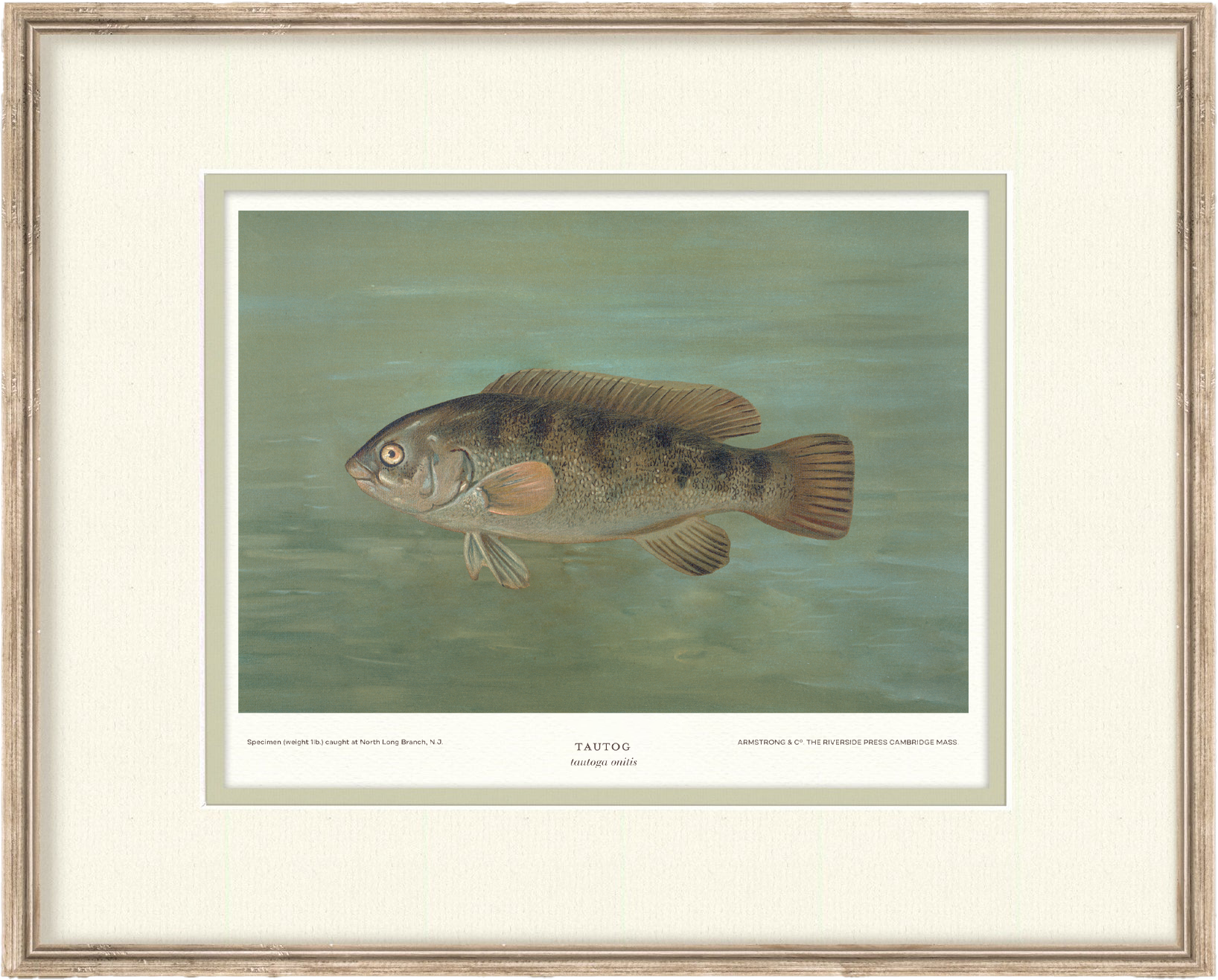 Saltwater Fish Illustrations - Tautog — view 2