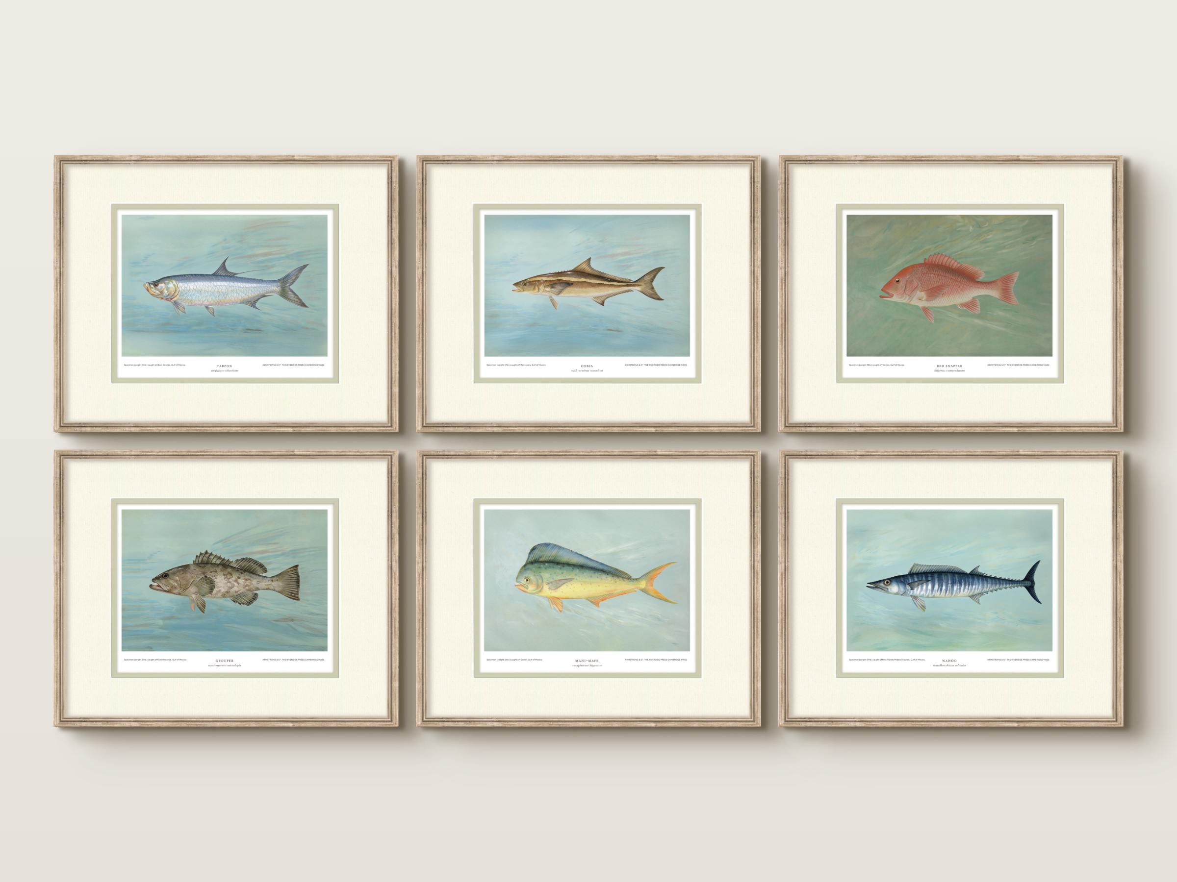 Saltwater Fish Illustrations - Wahoo — view 9