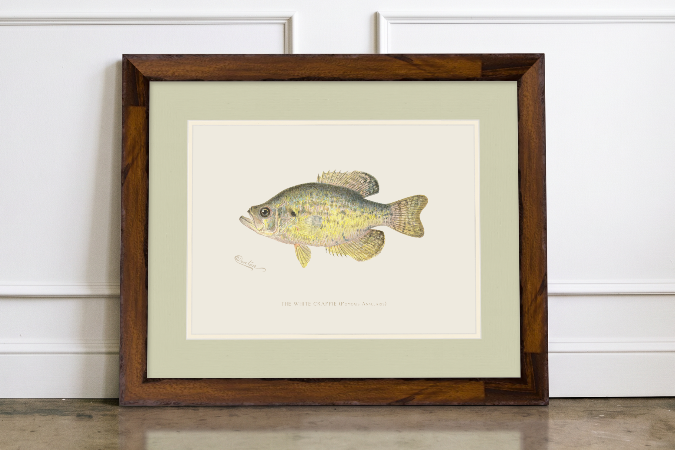 Freshwater Fish Illustrations - White Crappie