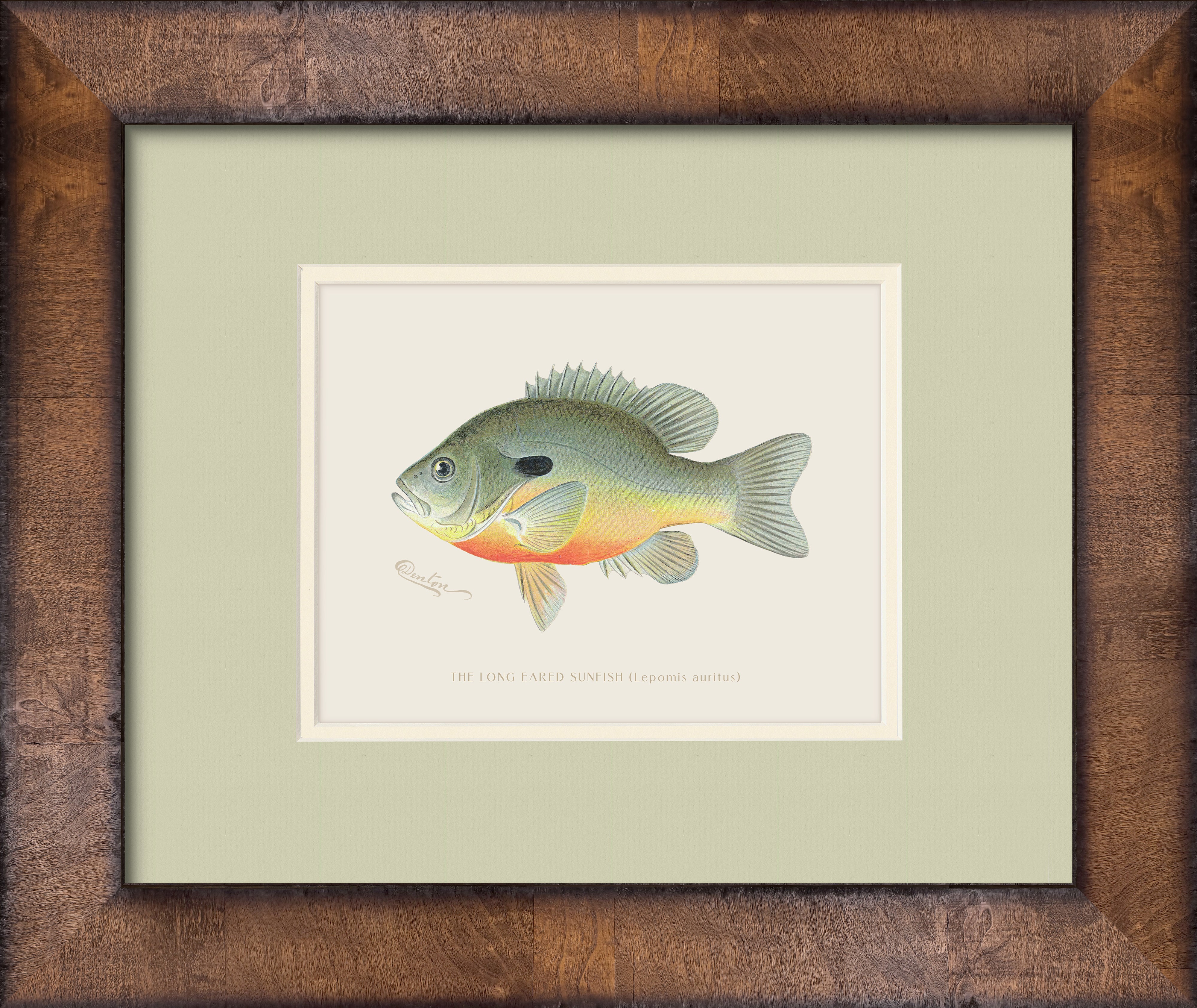 Vintage Freshwater Fish Illustrations - Long-Eared Sunfish