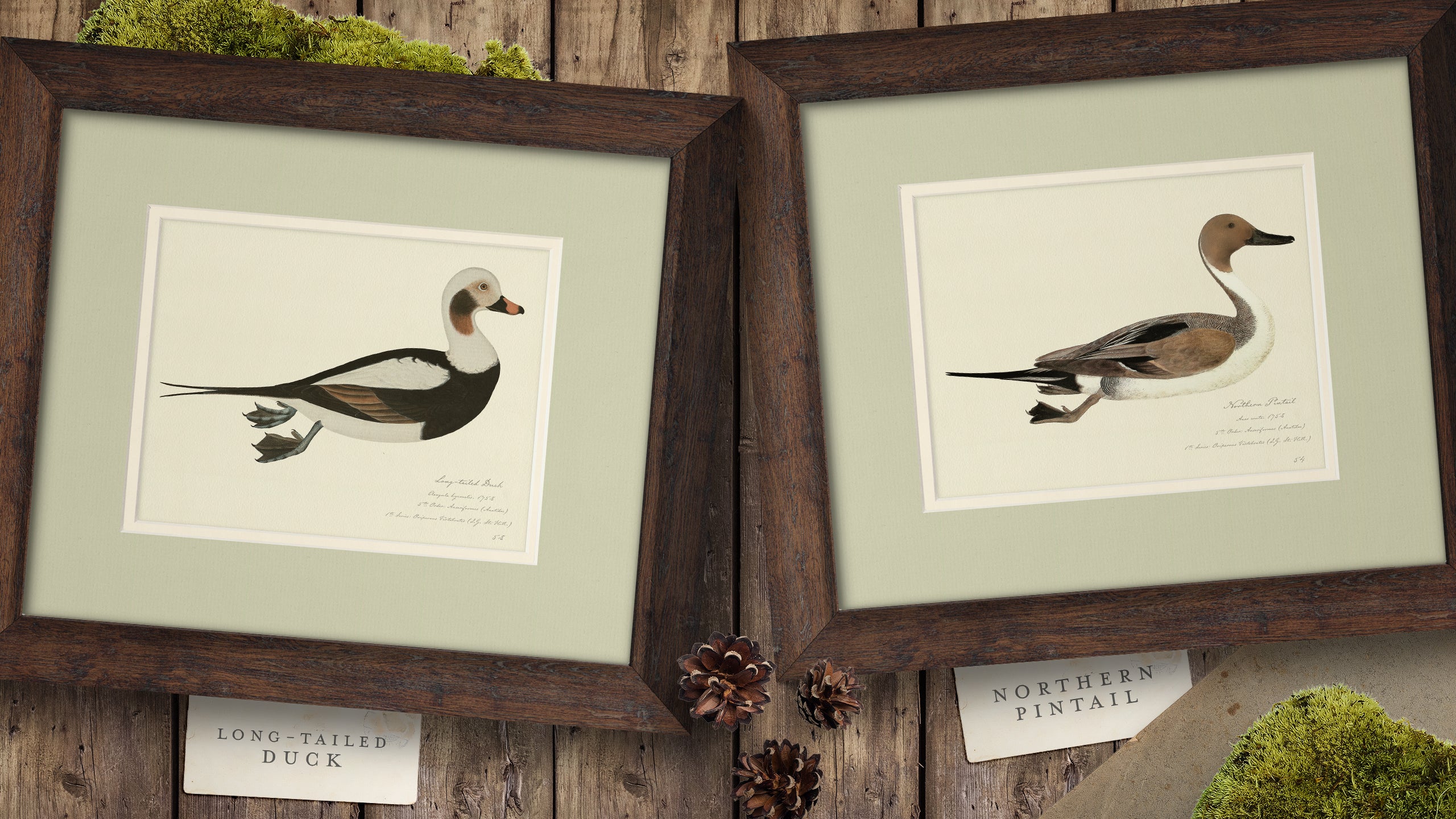 Vintage Watercolor Duck Illustrations - Full Set of 9