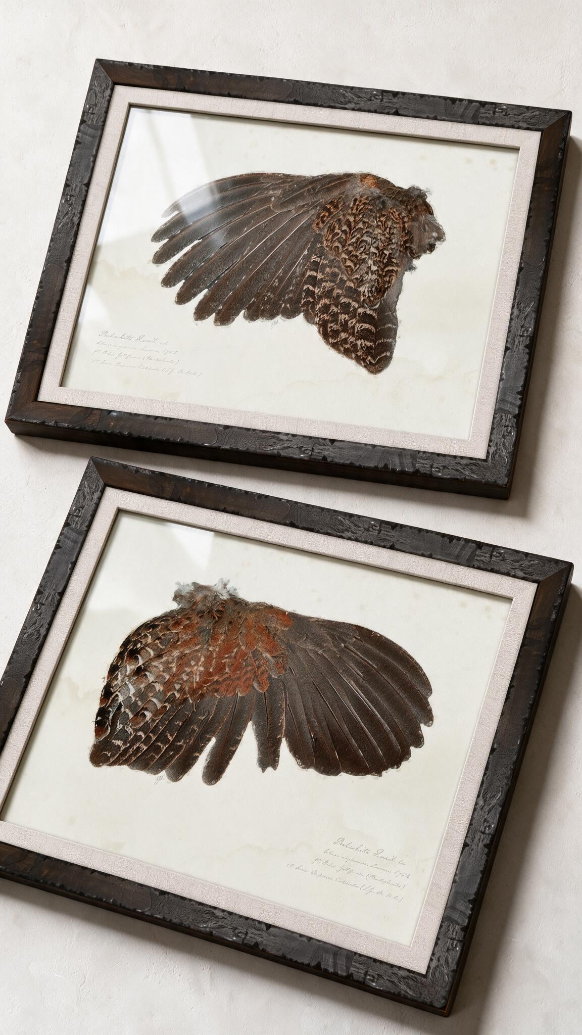Illustrated Game Bird Wings - Bobwhite Quail Hen