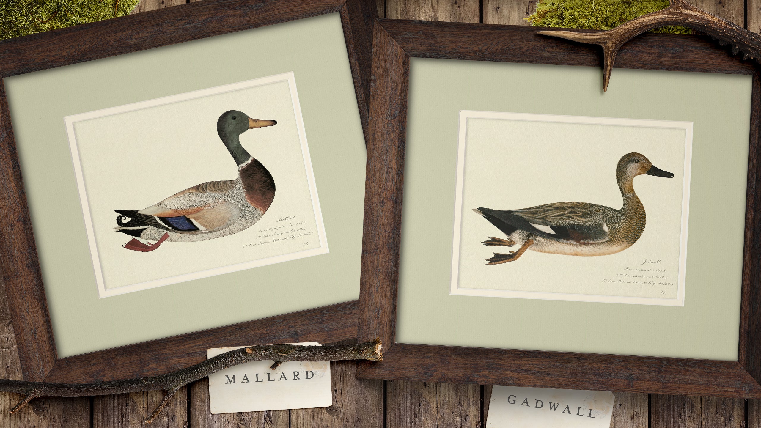 Vintage Watercolor Duck Illustrations - Full Set of 9