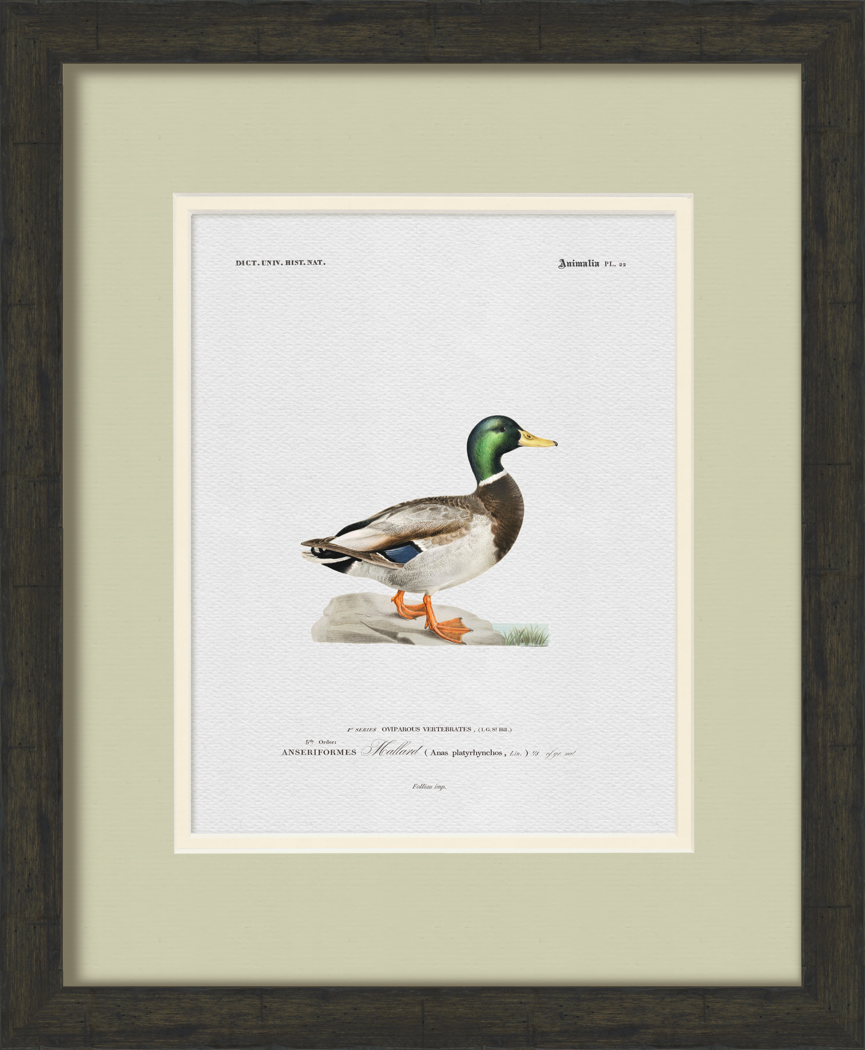Vintage Duck Illustrations - Set of 6