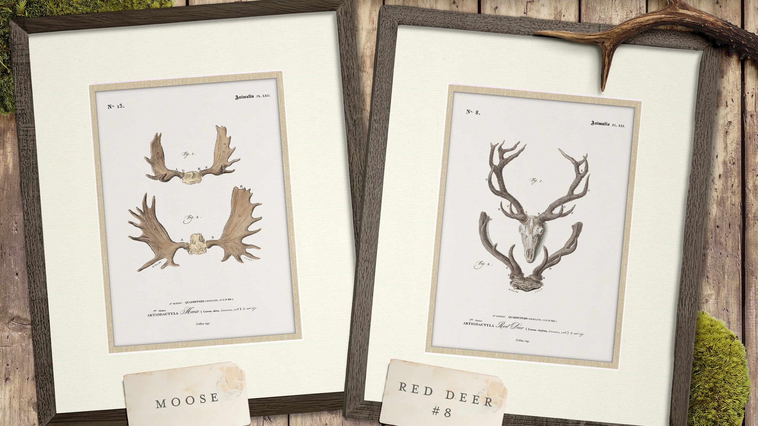 Vintage Antler Illustrations - Curated Set of 4