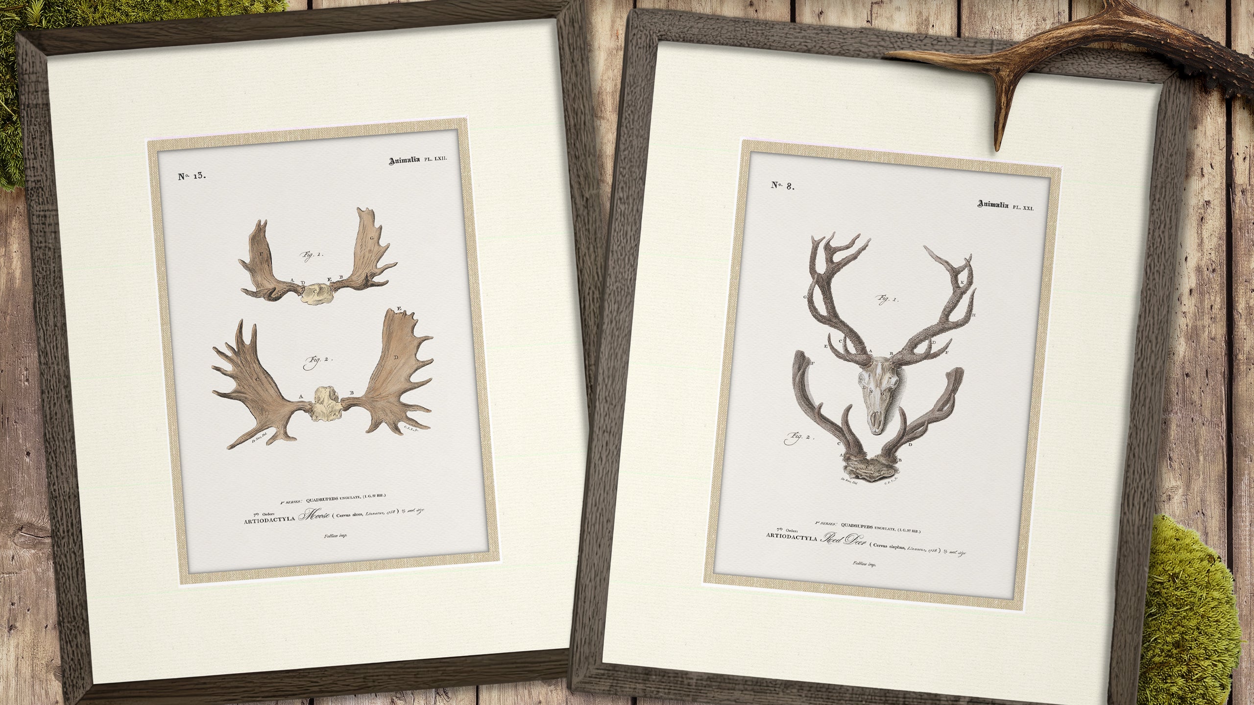 Vintage Antler Illustrations - Moose