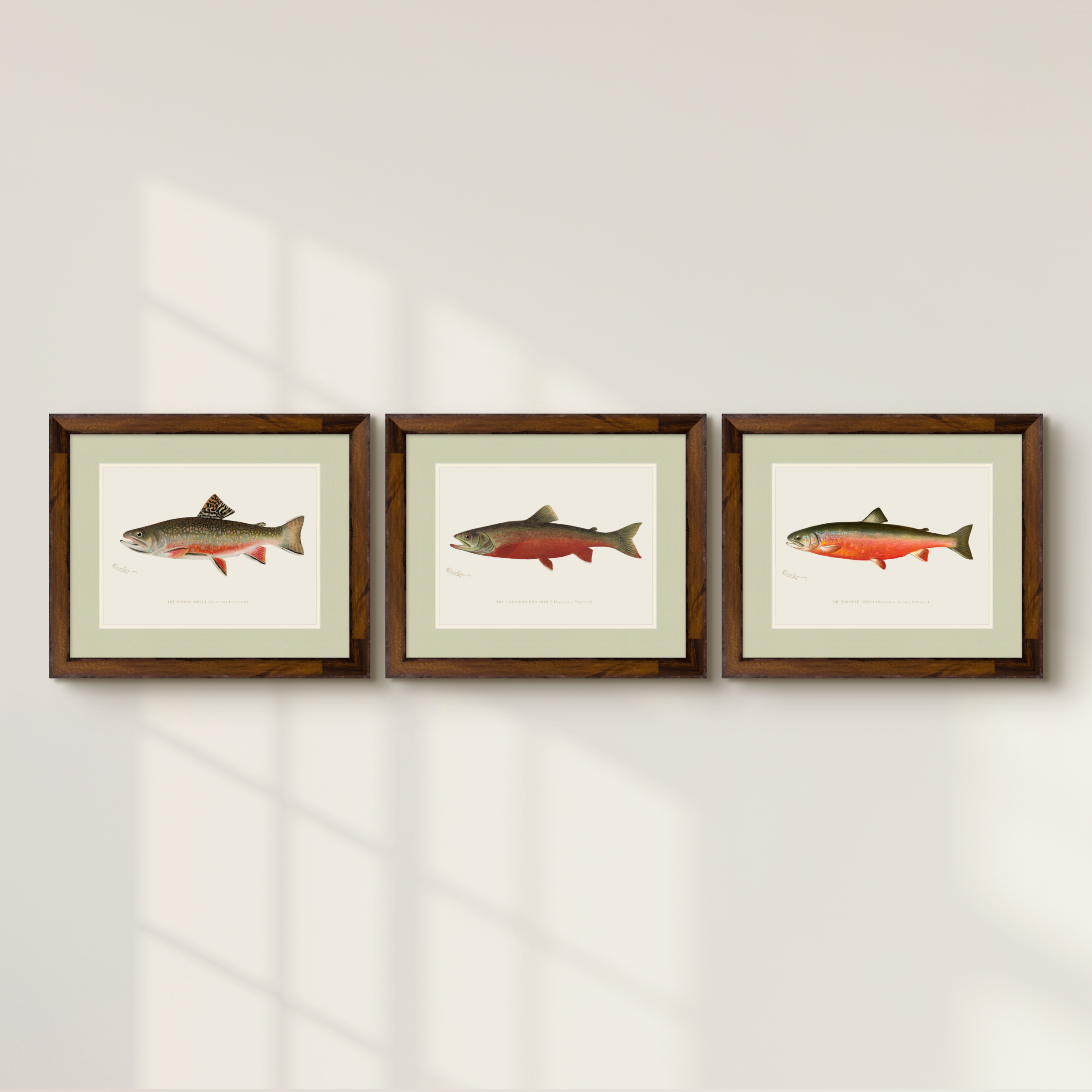 Freshwater Fish Illustrations - Canadian Red Trout