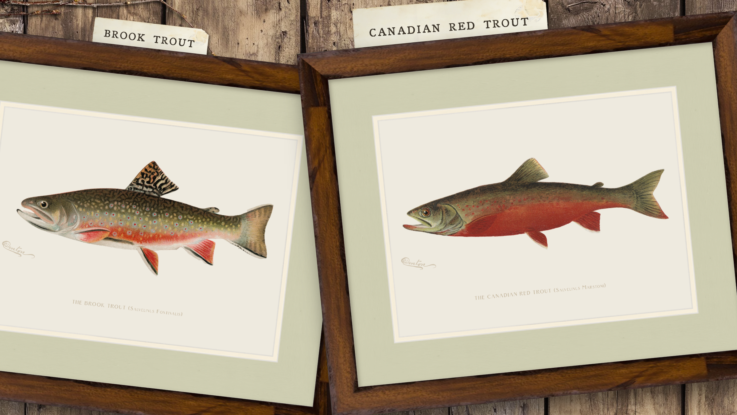 Freshwater Fish Illustrations - Brook Trout
