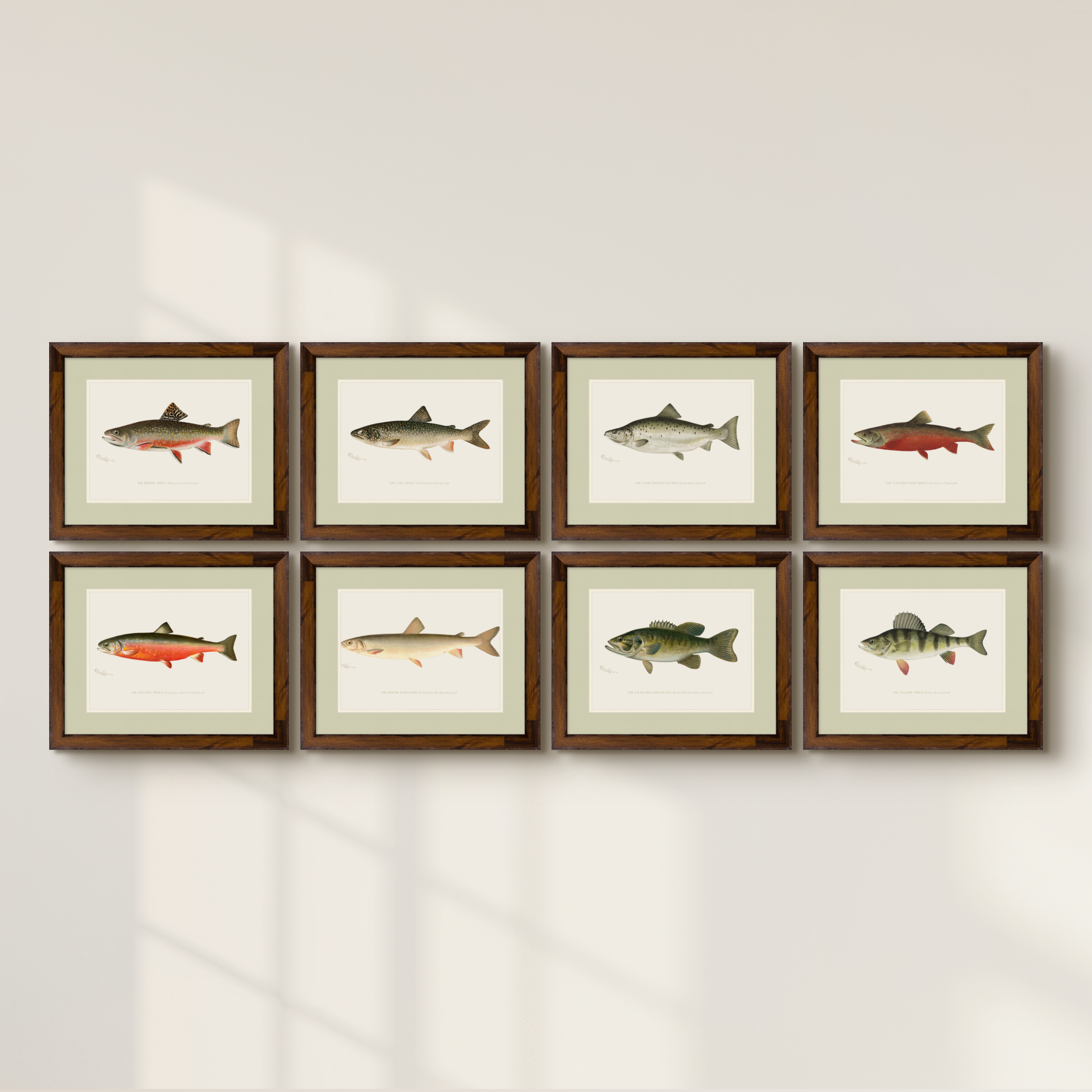 Freshwater Fish Illustrations - Round White Fish