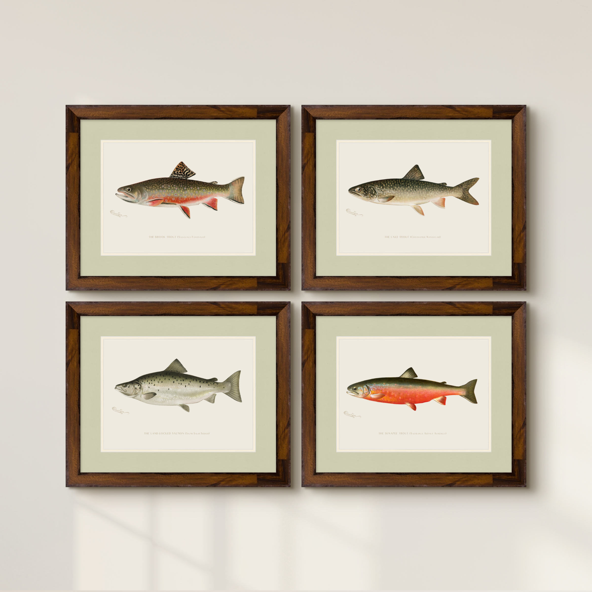 Freshwater Fish Illustrations - Sunapee Trout
