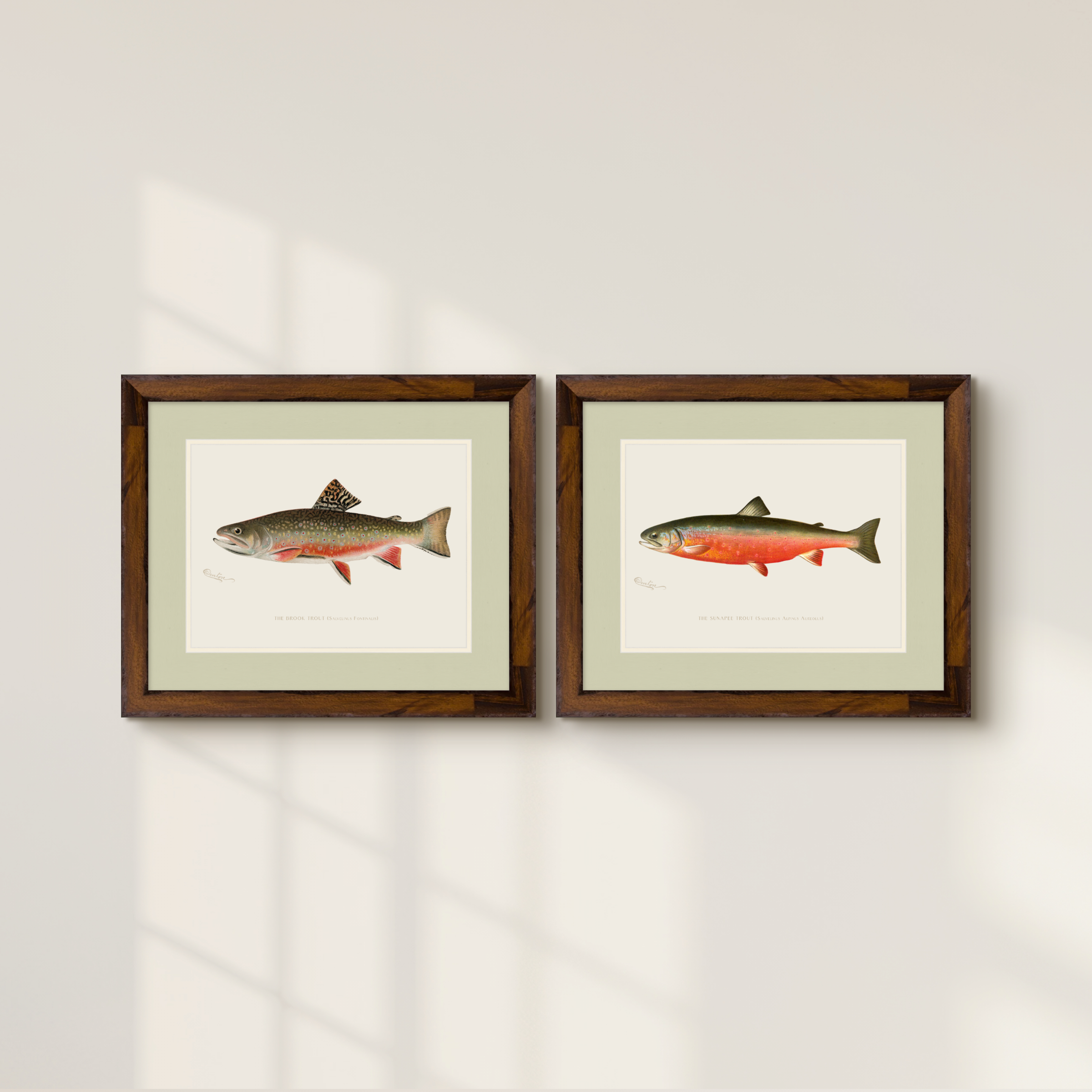 Freshwater Fish Illustrations - Brook Trout
