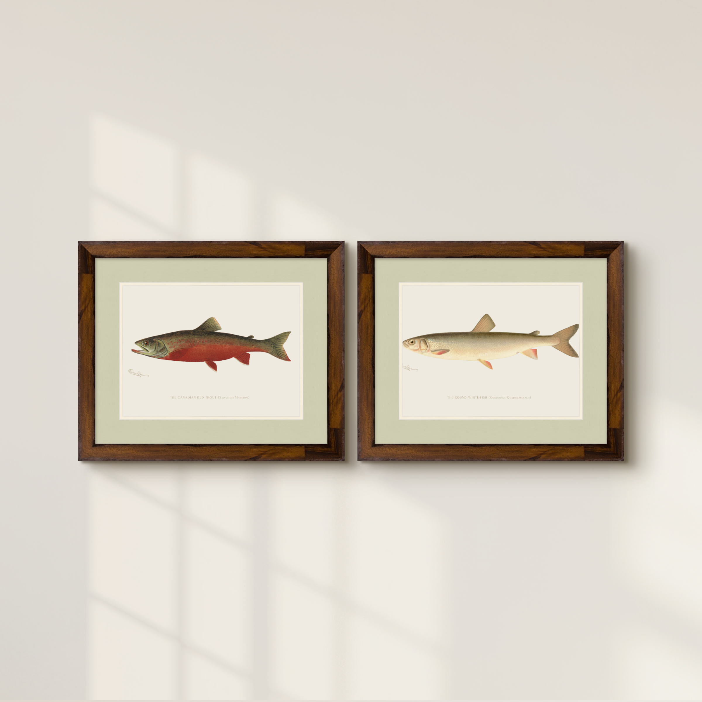 Freshwater Fish Illustrations - Round White Fish