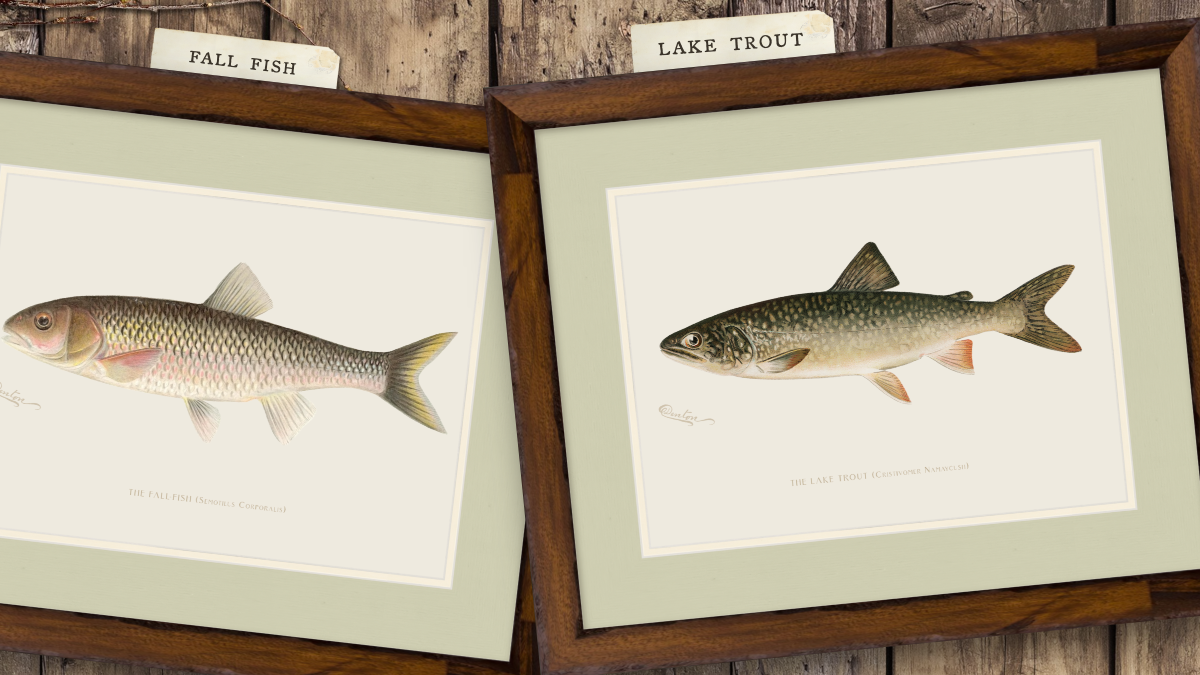Freshwater Fish Illustrations - Fall Fish