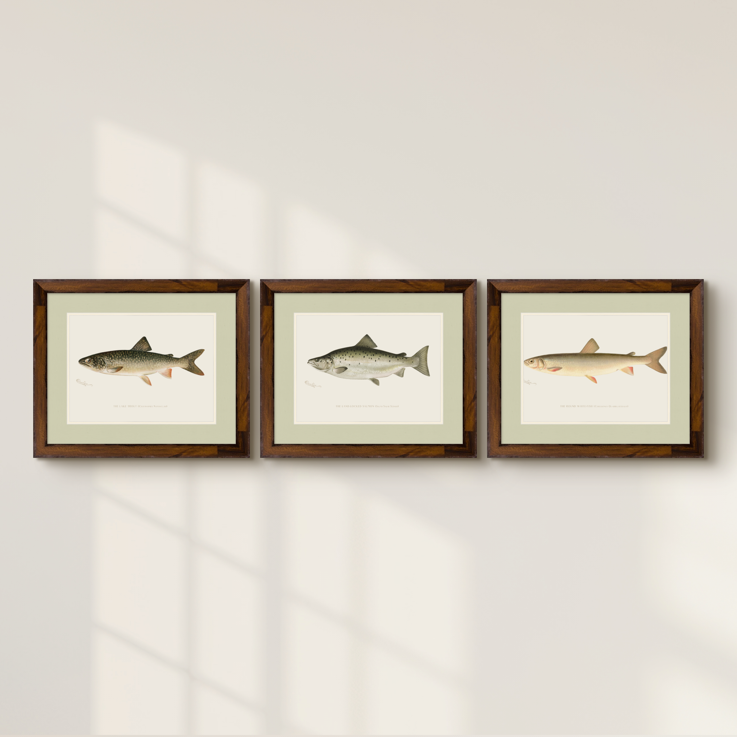 Freshwater Fish Illustrations - Lake Trout