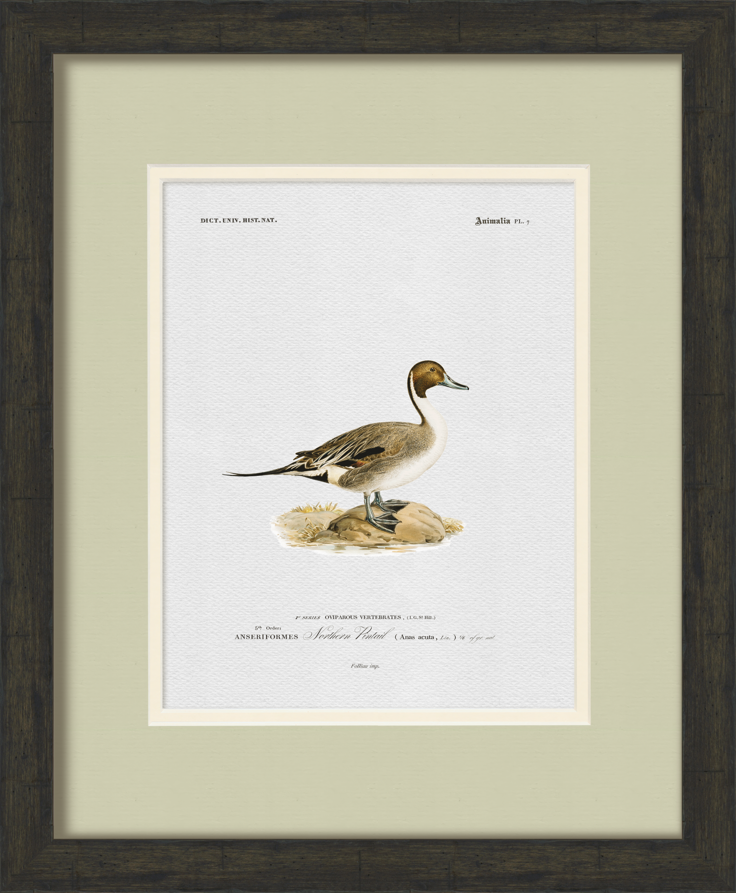 Vintage Duck Illustrations - Set of 6