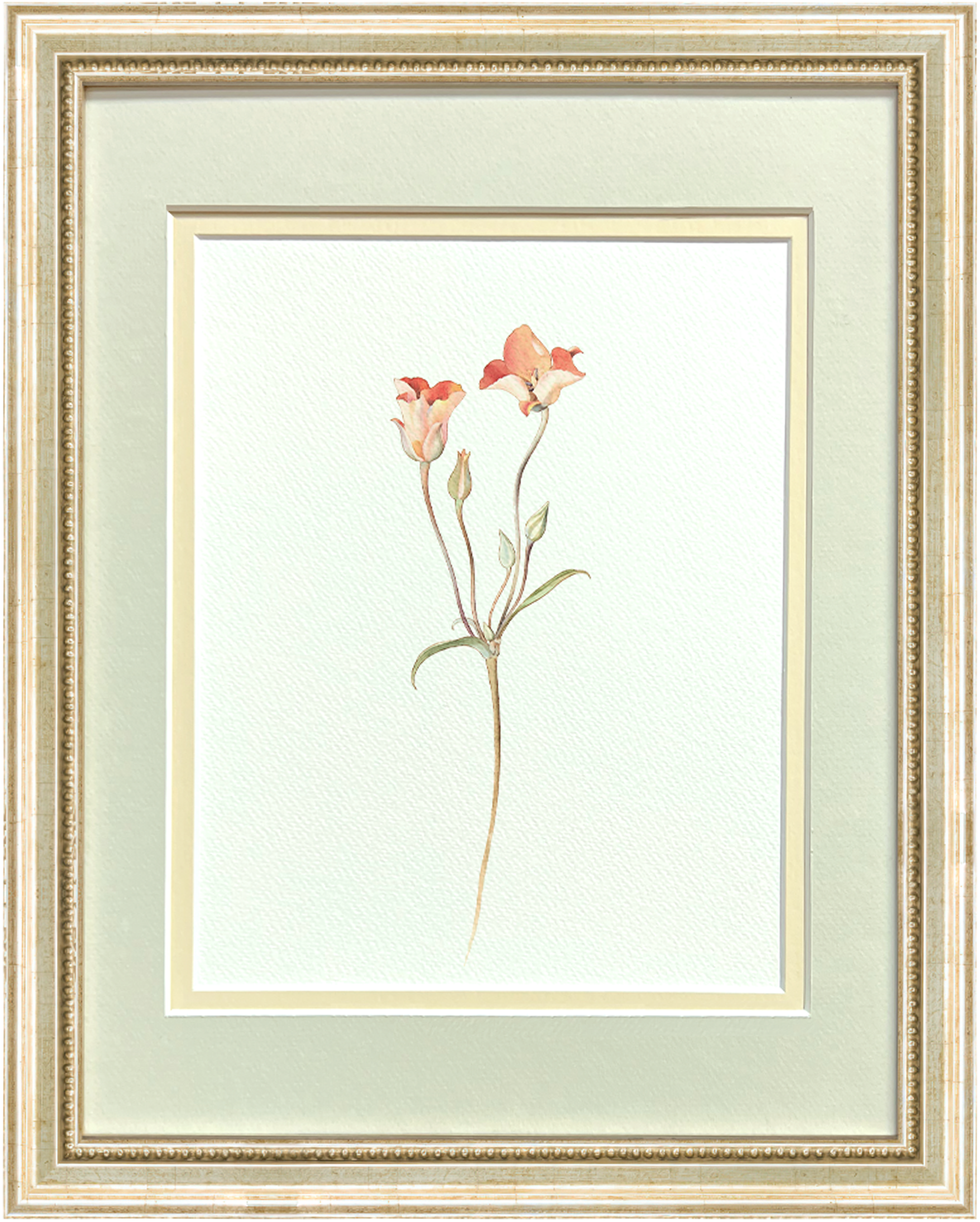 Watercolor Botanical Illustrations - Orange Mariposa