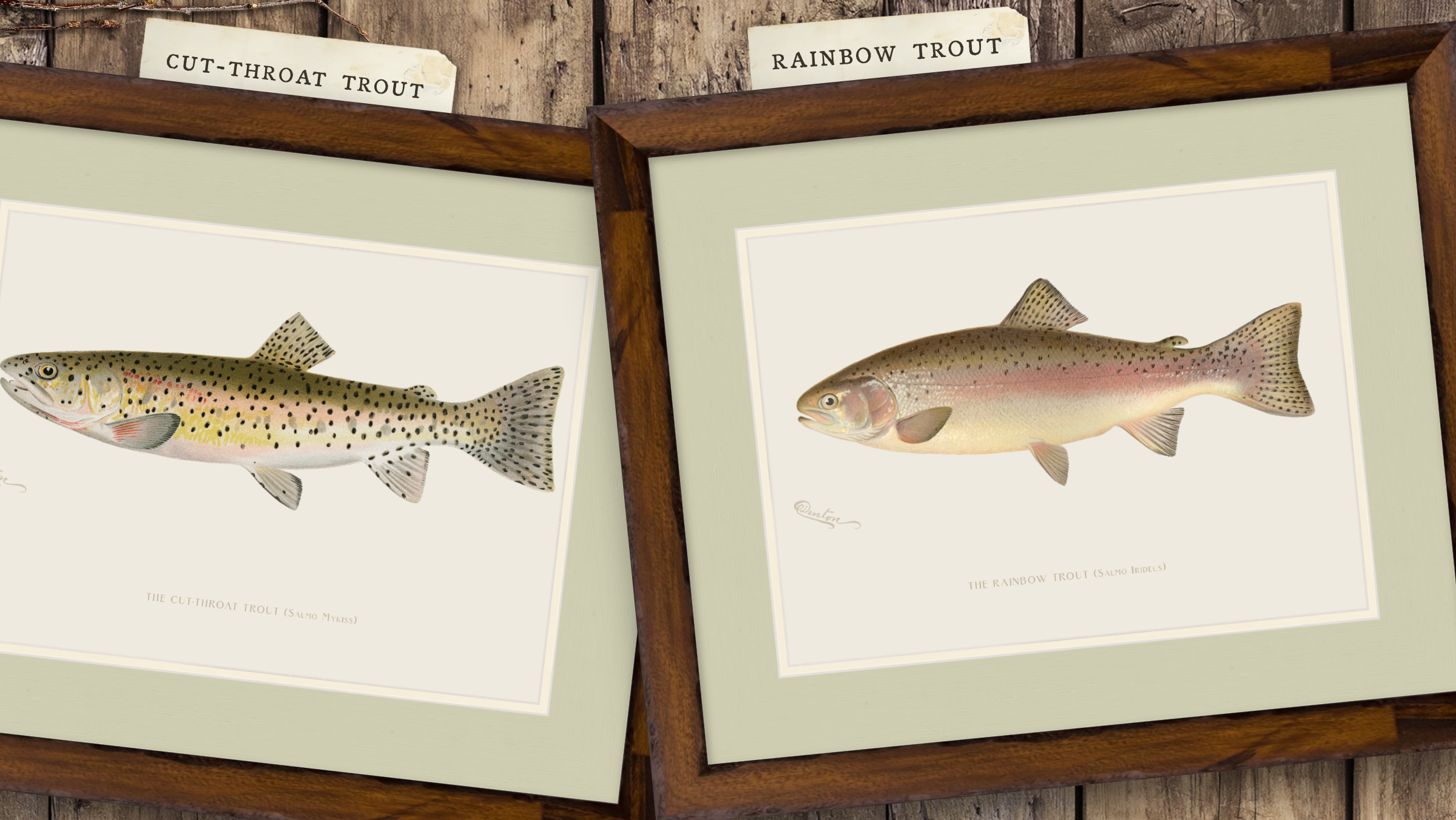 Freshwater Fish Illustrations - Rainbow Trout
