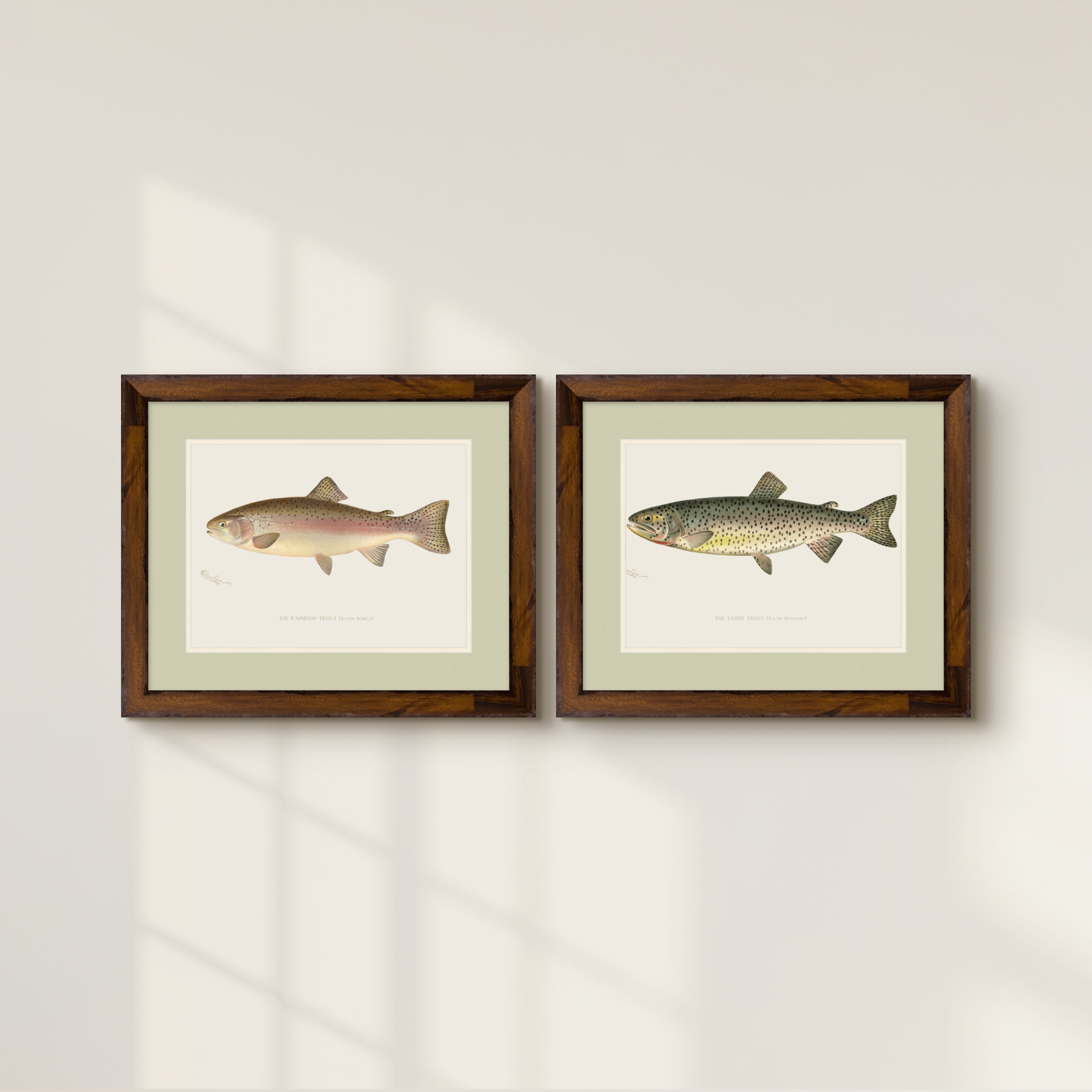 Freshwater Fish Illustrations - Tahoe Trout