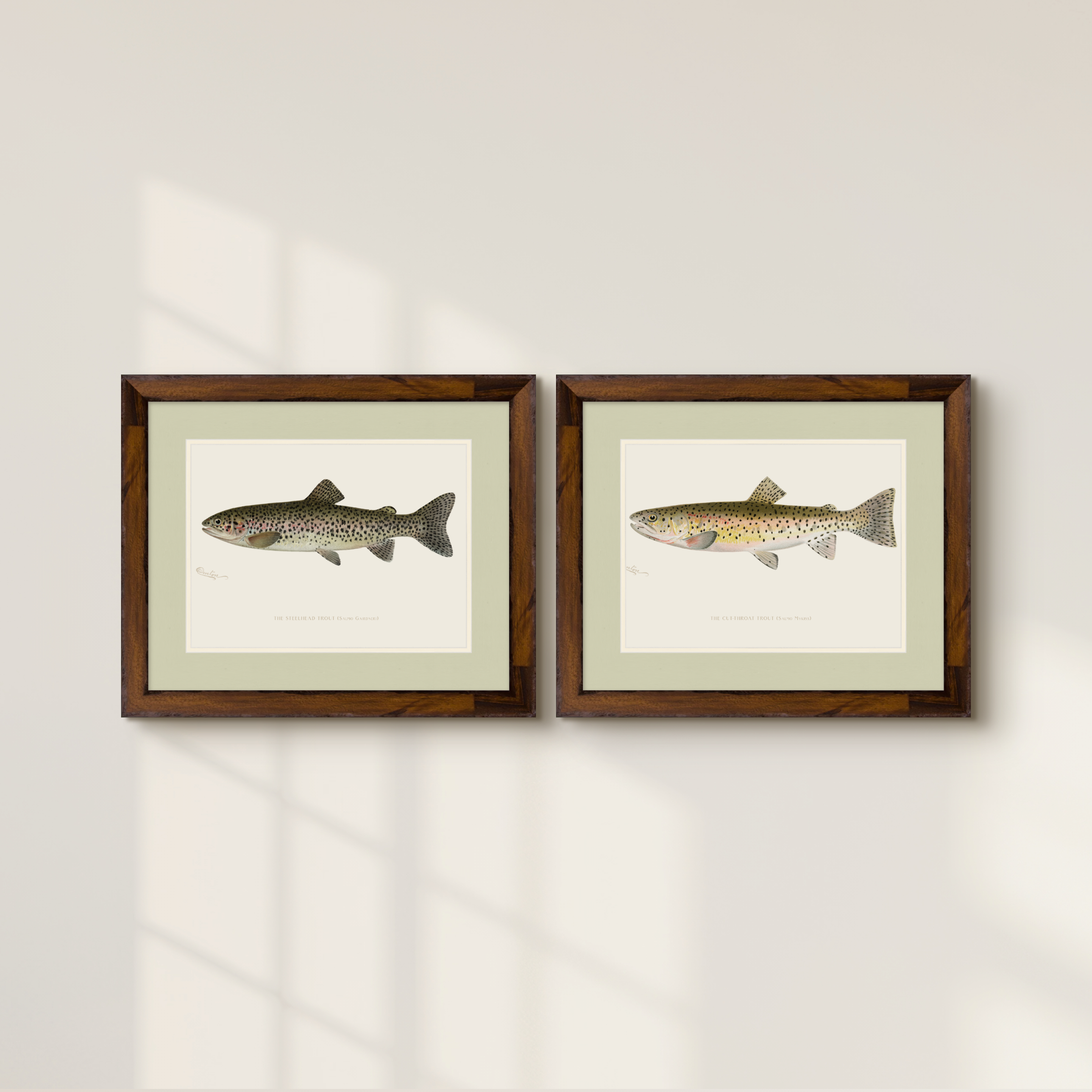 Freshwater Fish Illustrations - Steelhead Trout