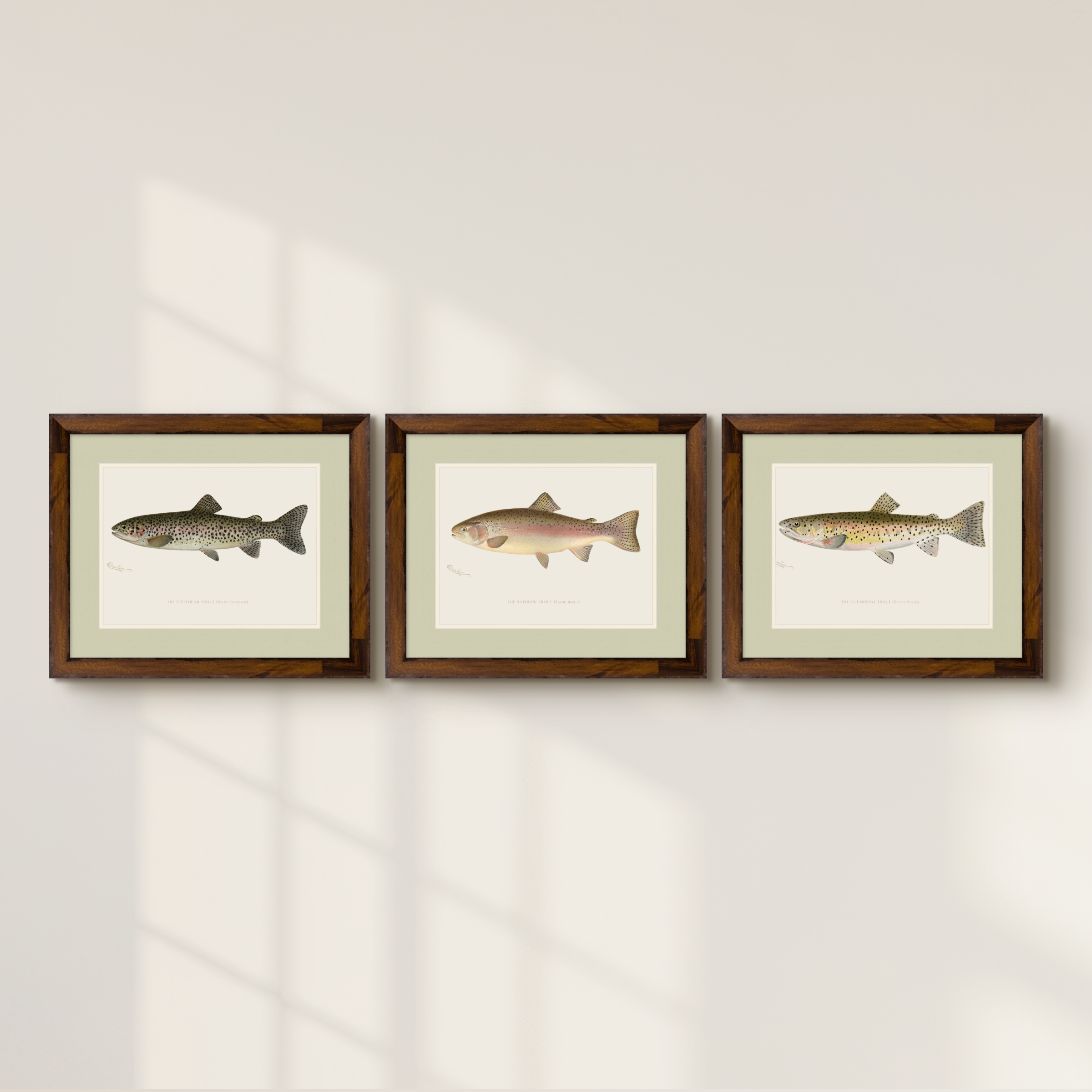 Freshwater Fish Illustrations - Steelhead Trout