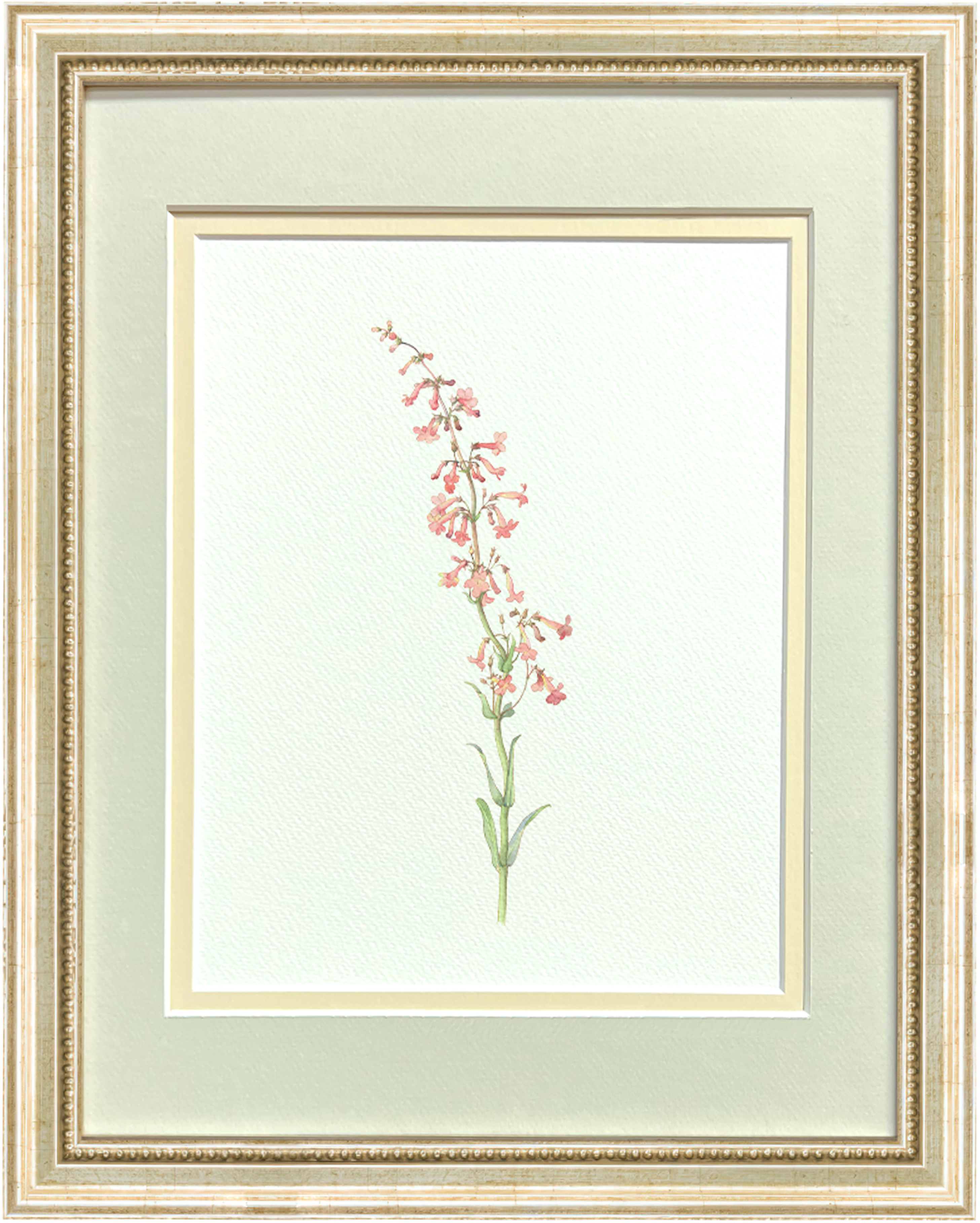 Watercolor Botanical Illustrations - Parry's Penstemon