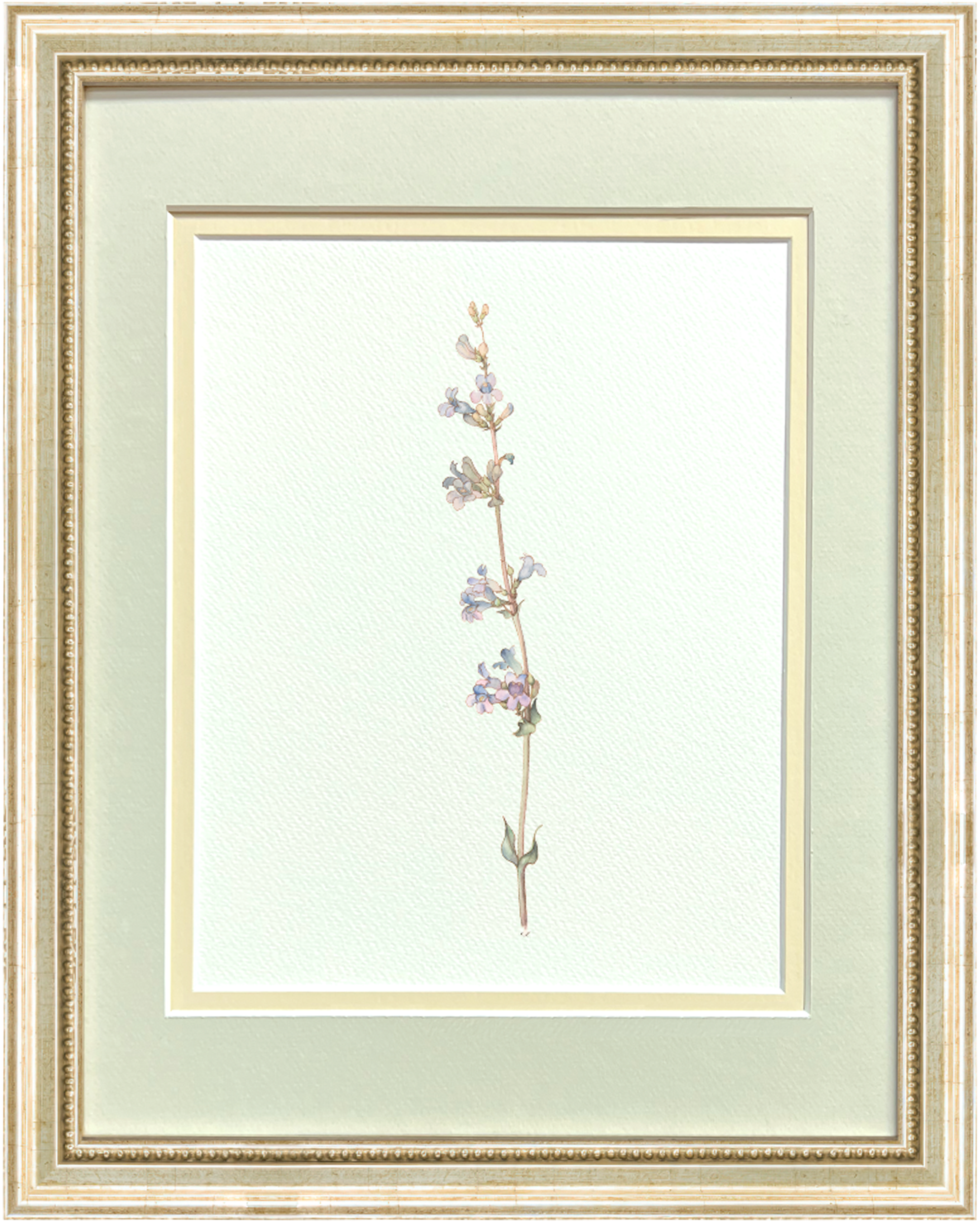 Watercolor Botanical Illustrations - Penstemon
