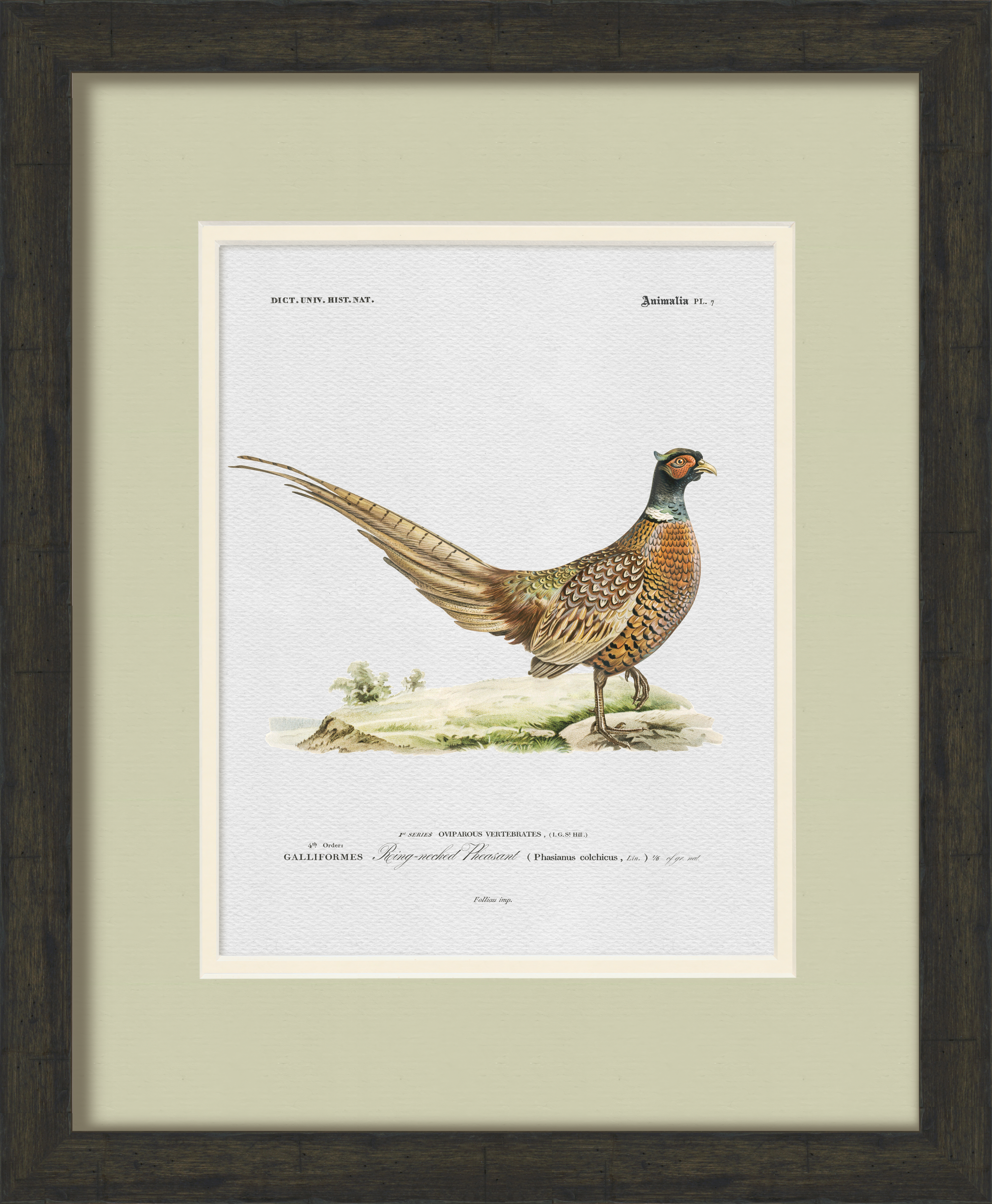 Vintage Game Bird Illustrations - Set of 6