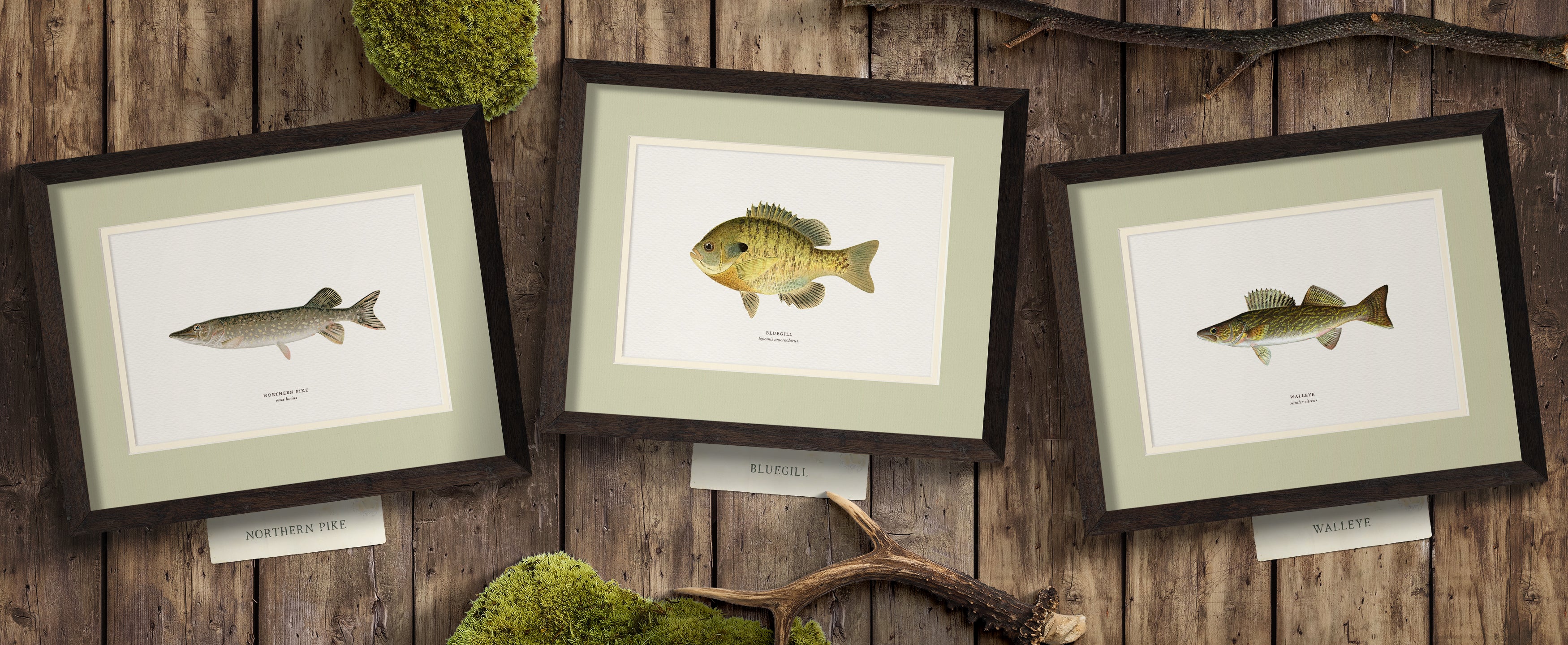 Freshwater Fish Illustrations - Northern Pike